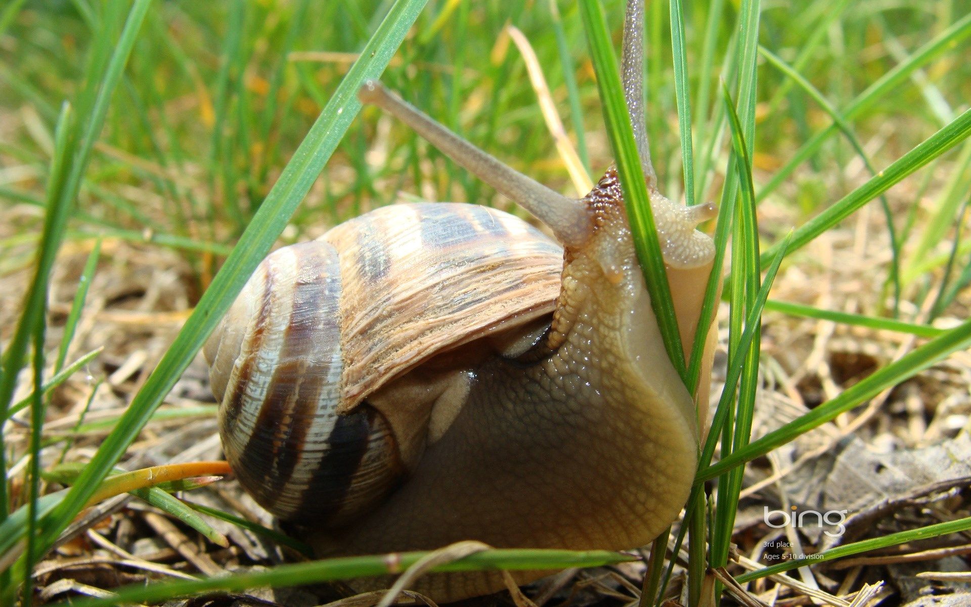 Garden Snail Wallpapers