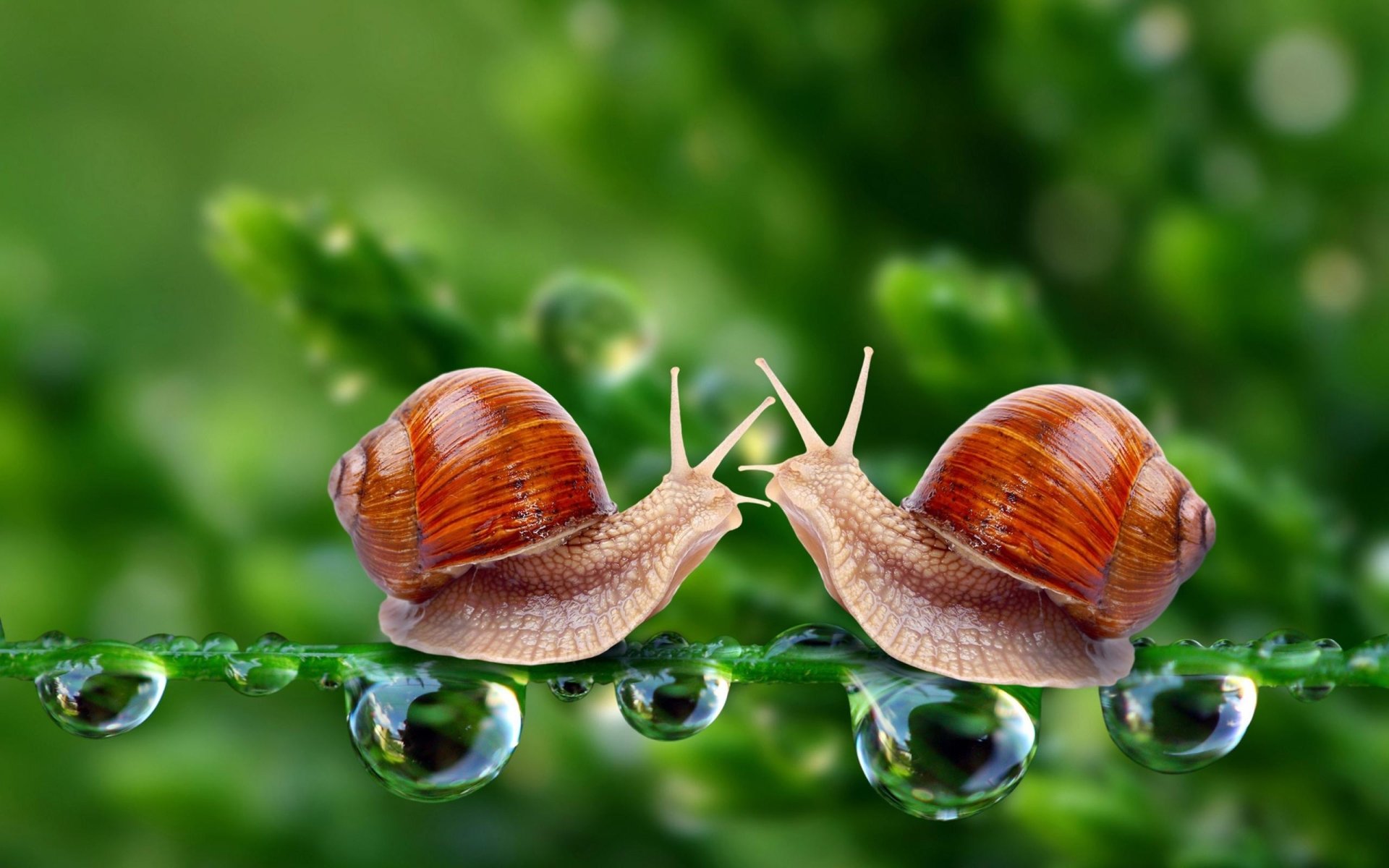 Garden Snail Wallpapers