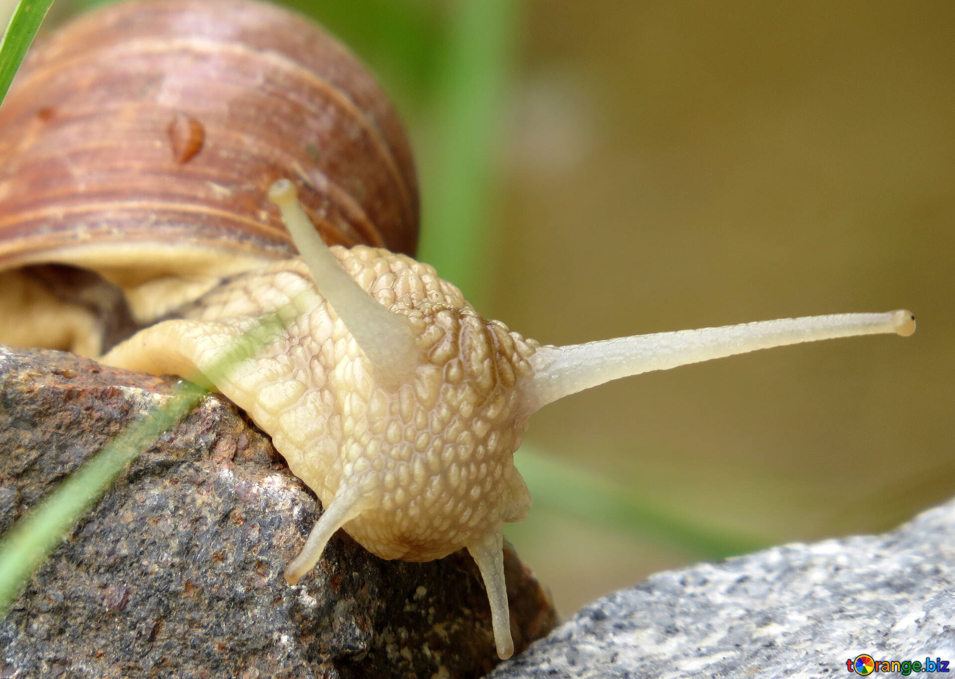 Garden Snail Wallpapers