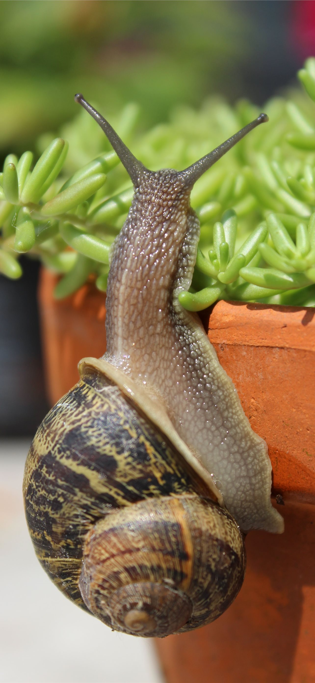 Garden Snail Wallpapers