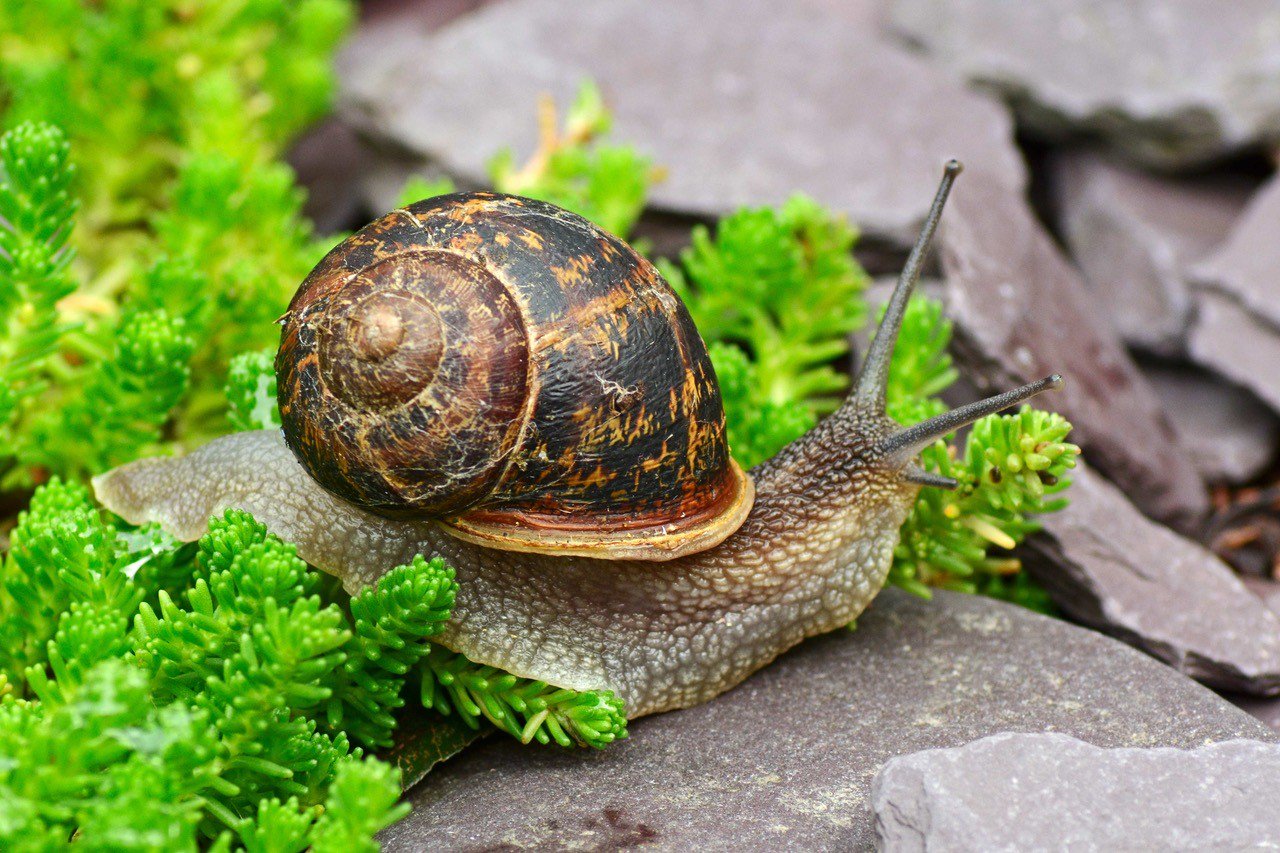 Garden Snail Wallpapers