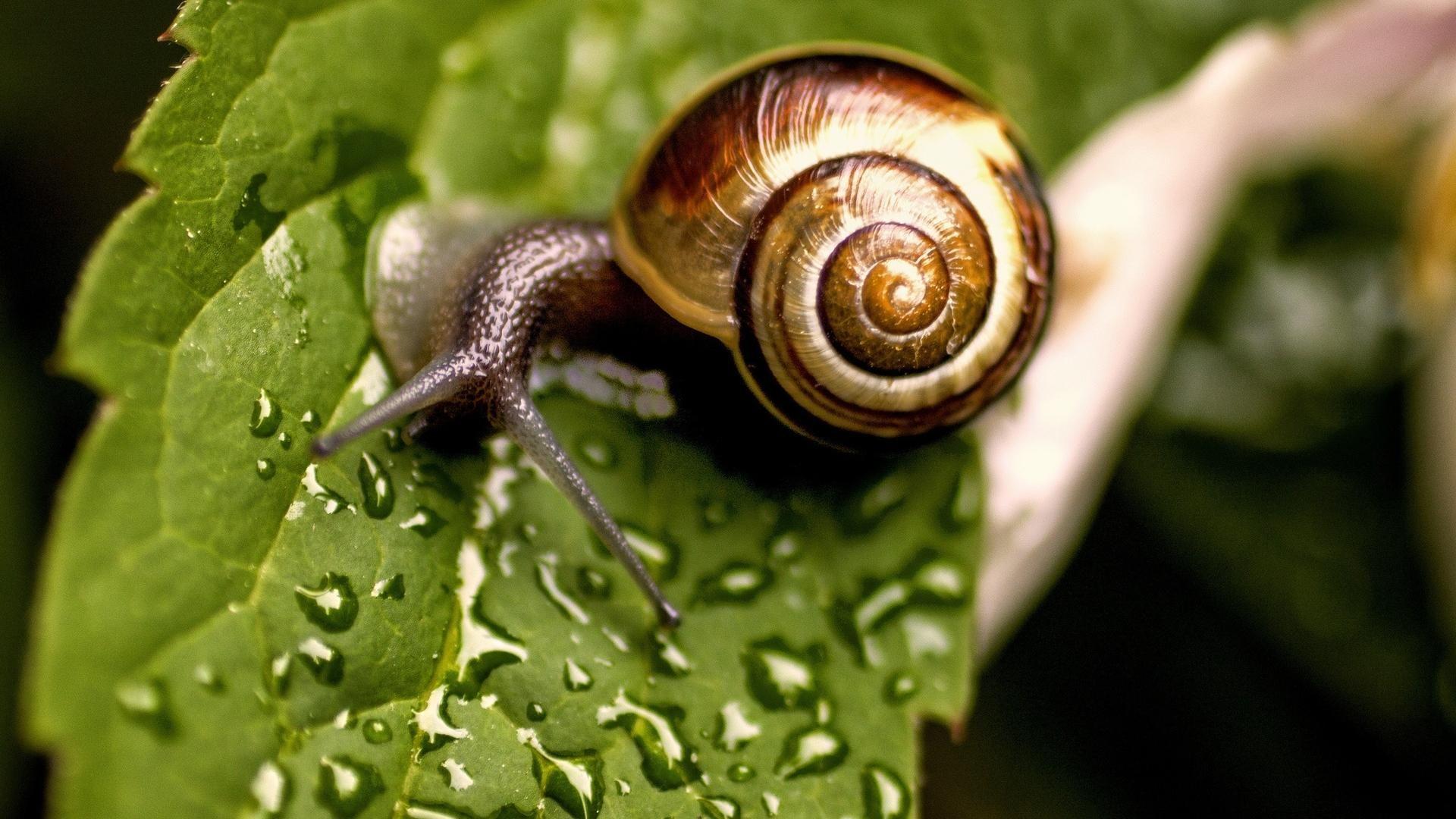 Garden Snail Wallpapers