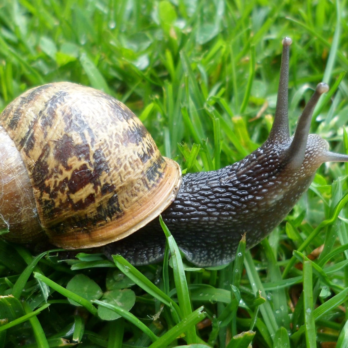 Garden Snail Wallpapers