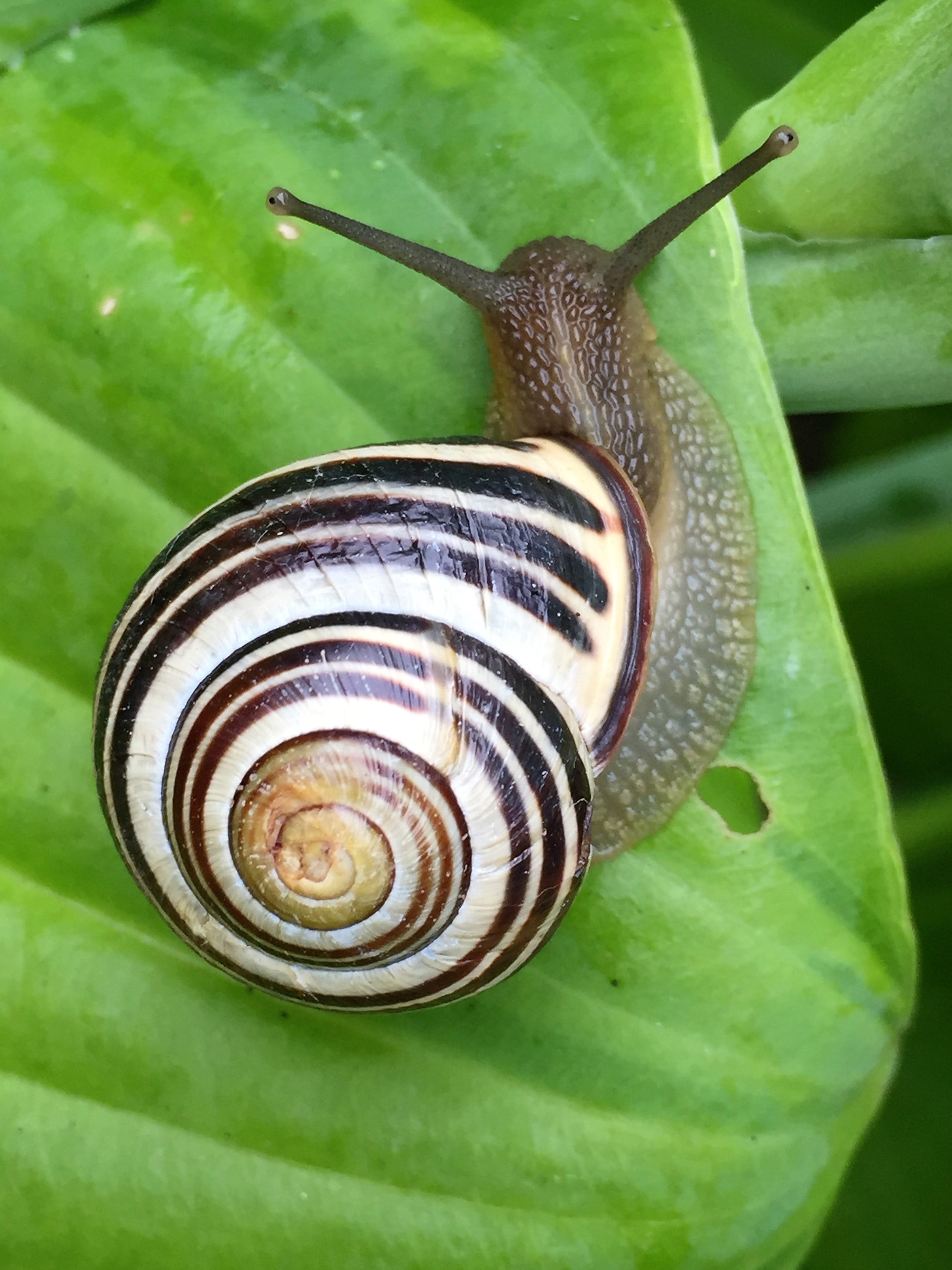 Garden Snail Wallpapers