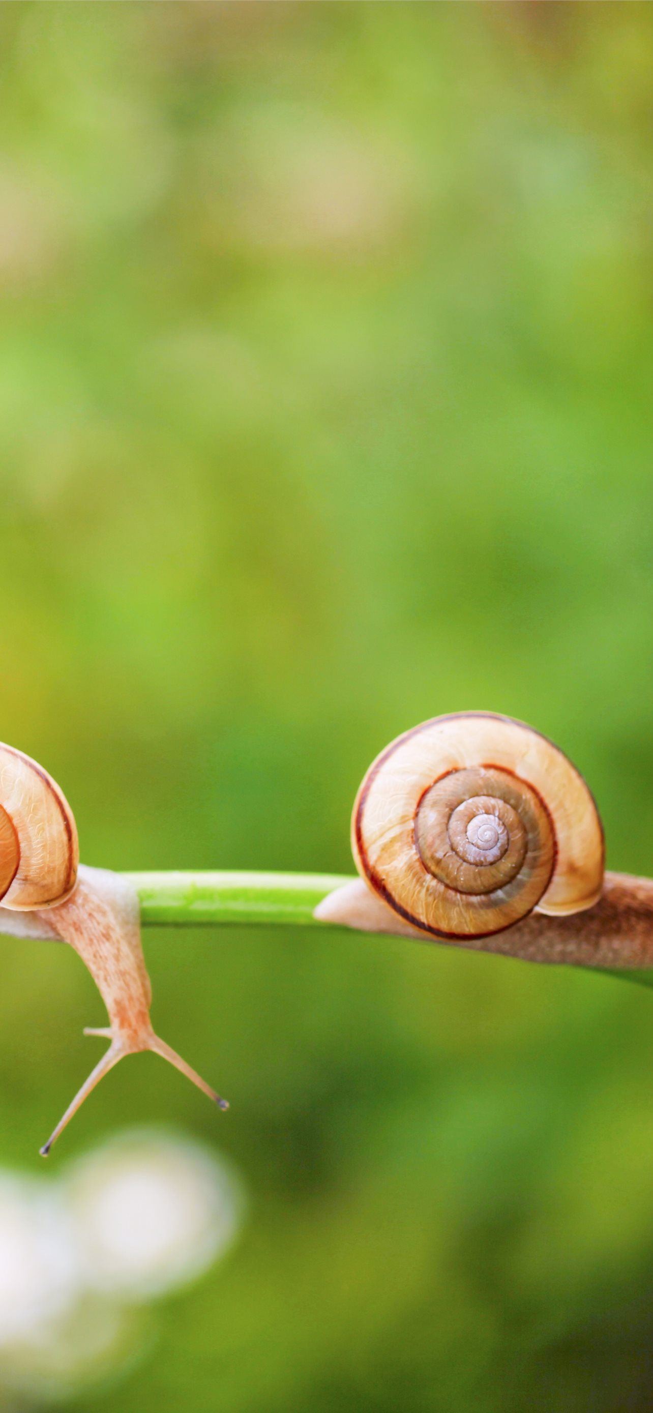 Garden Snail Wallpapers