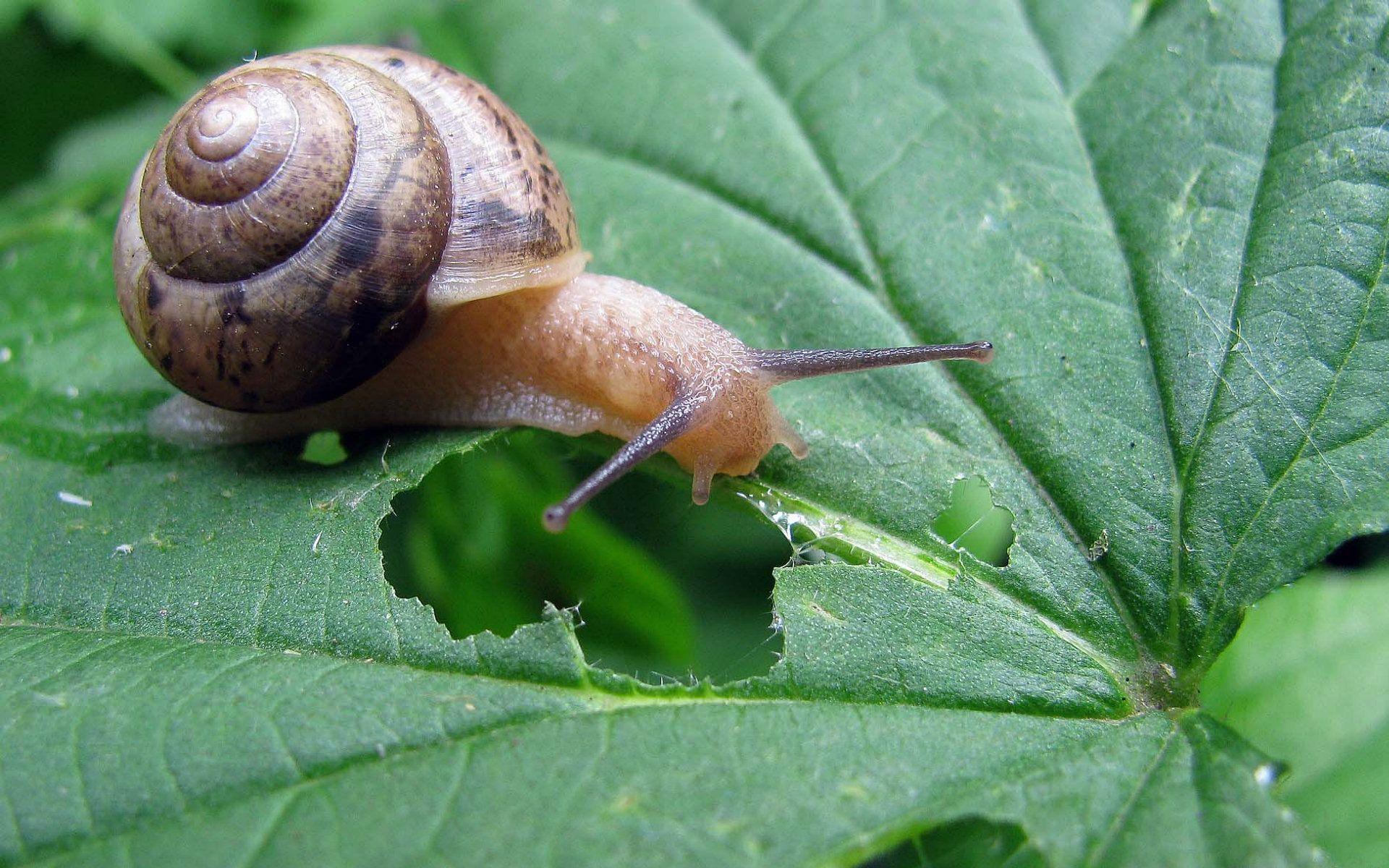 Garden Snail Wallpapers