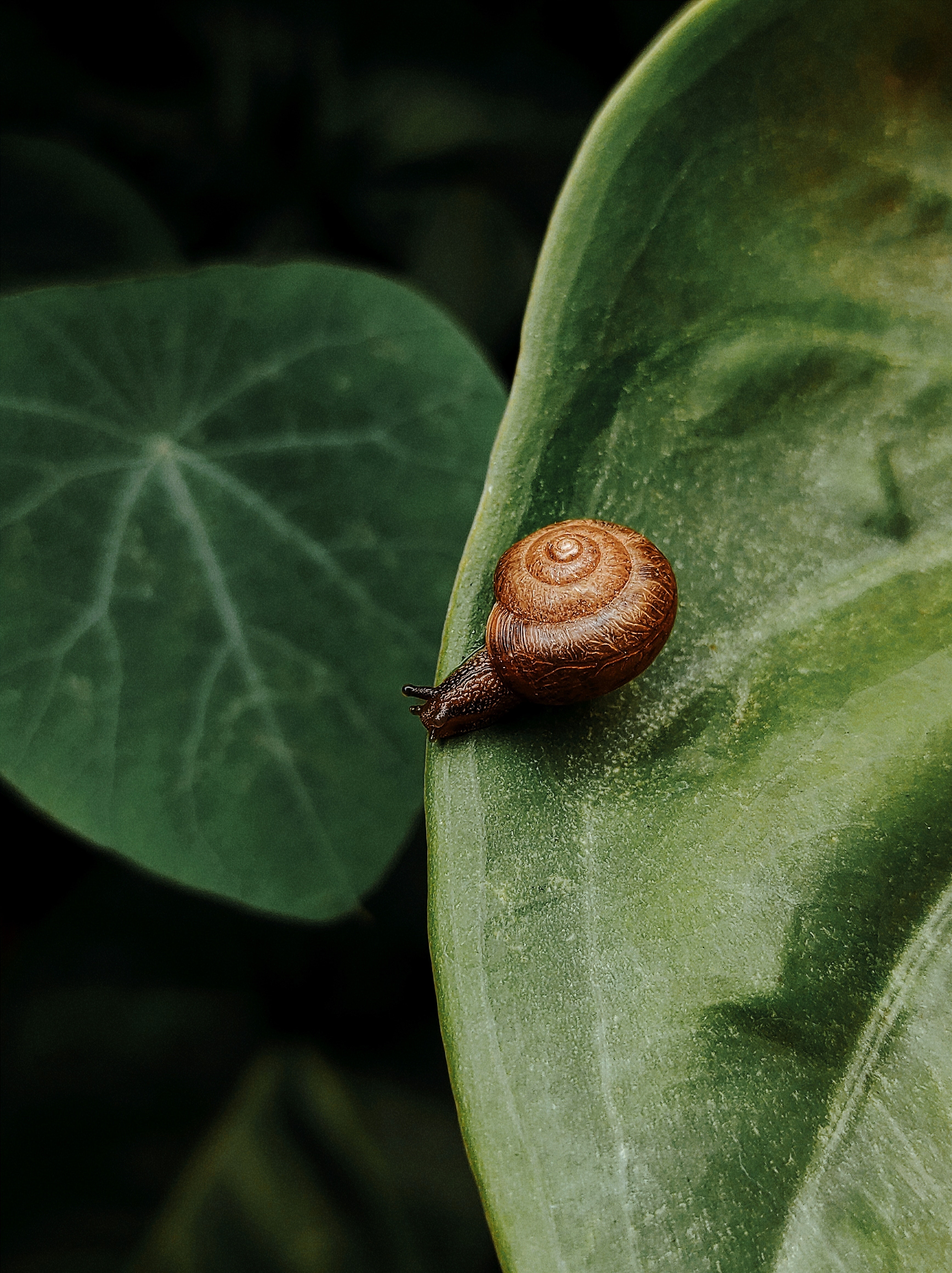 Garden Snail Wallpapers