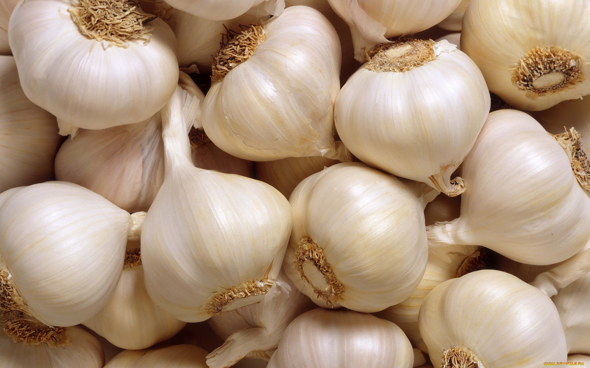 Garlic Wallpapers