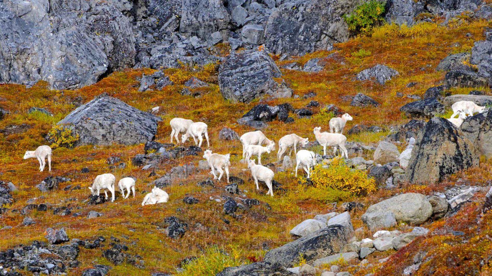 Gates Of The Arctic National Park And Preserve Wallpapers