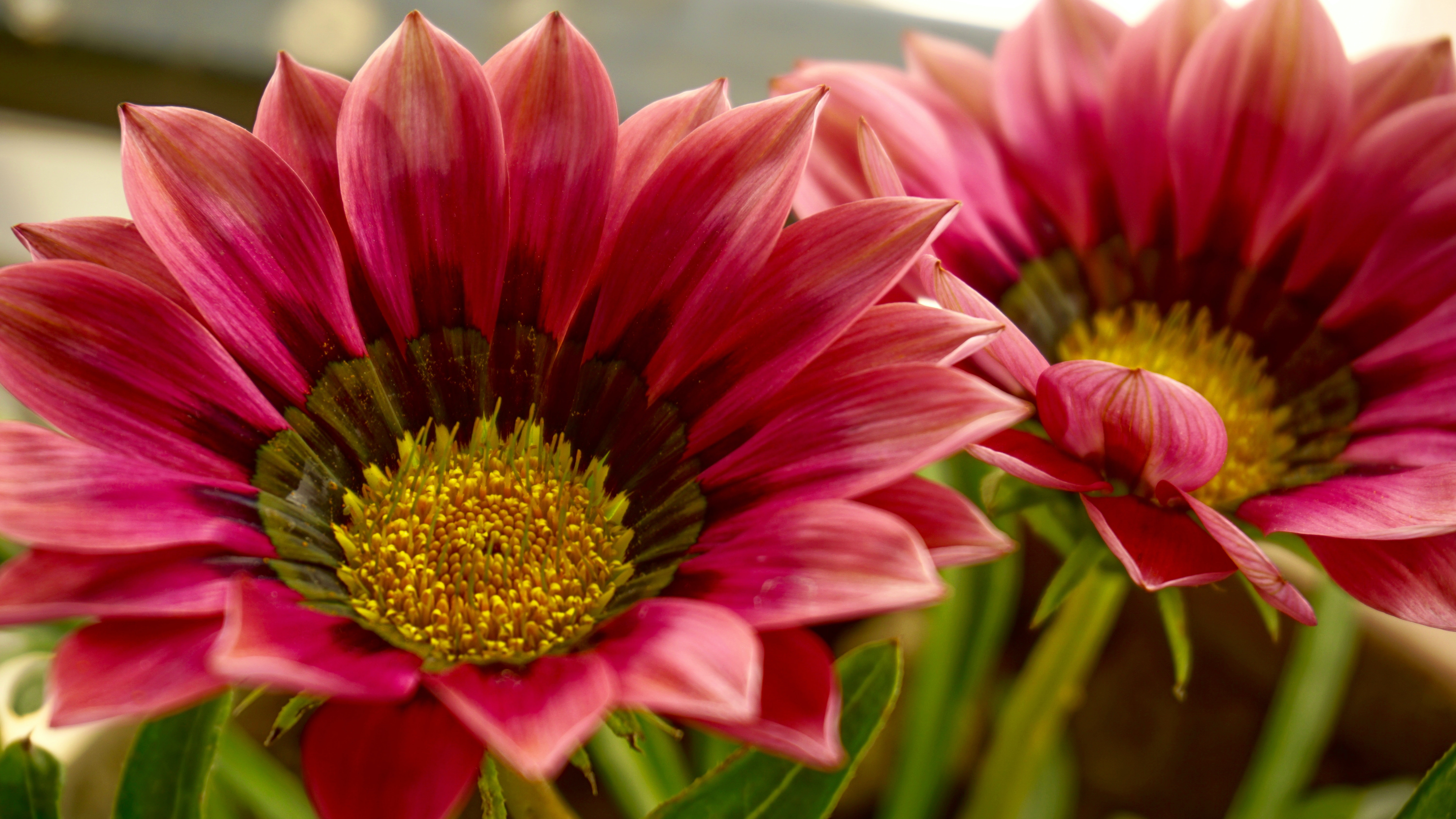 Gazania Wallpapers