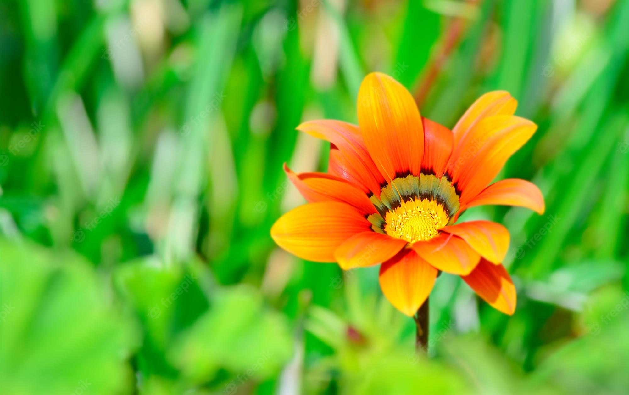 Gazania Wallpapers