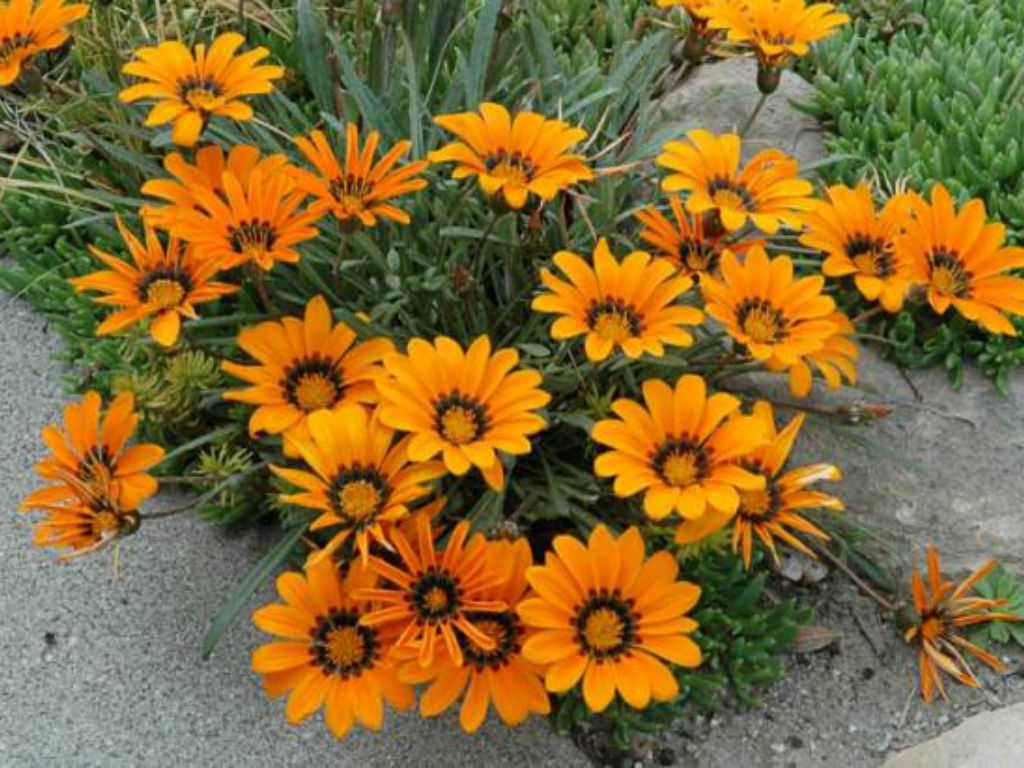 Gazania Wallpapers