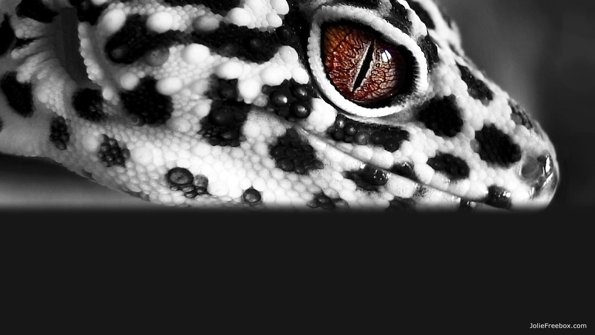 Gecko Wallpapers