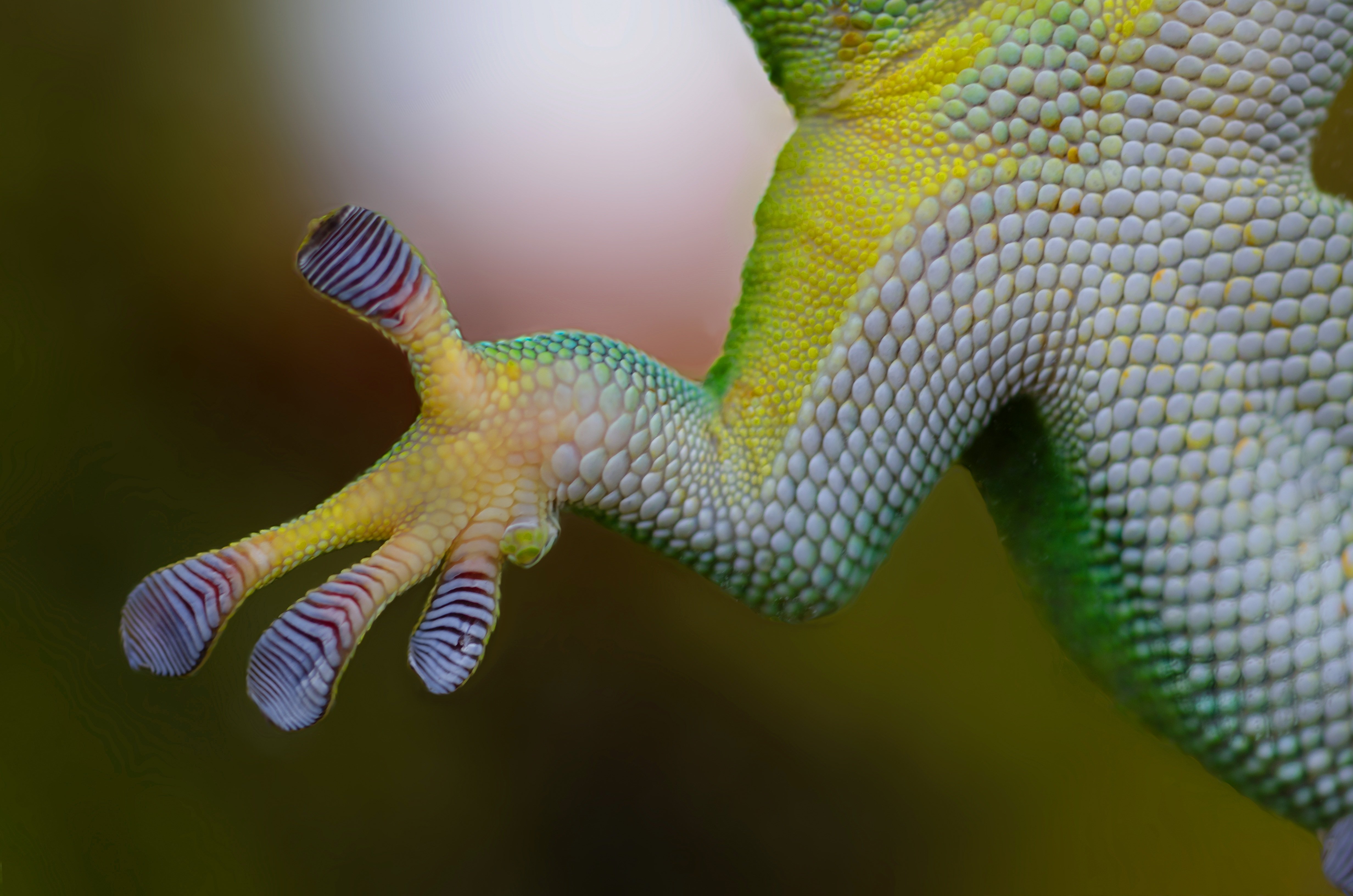 Gecko Wallpapers