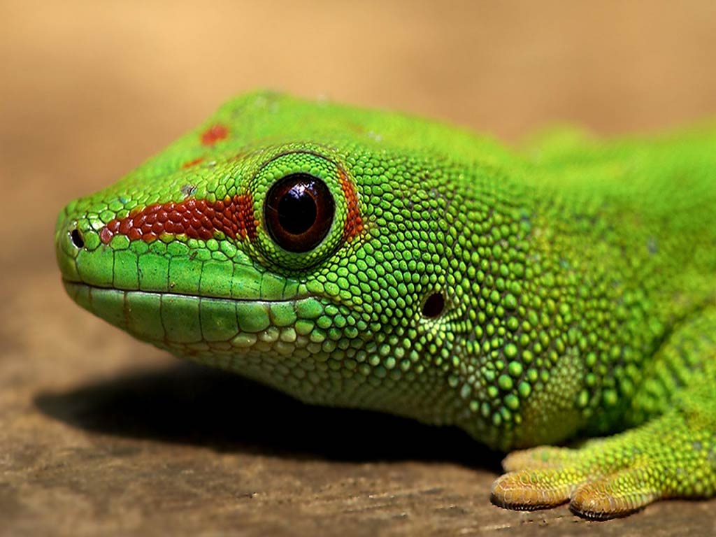 Gecko Wallpapers