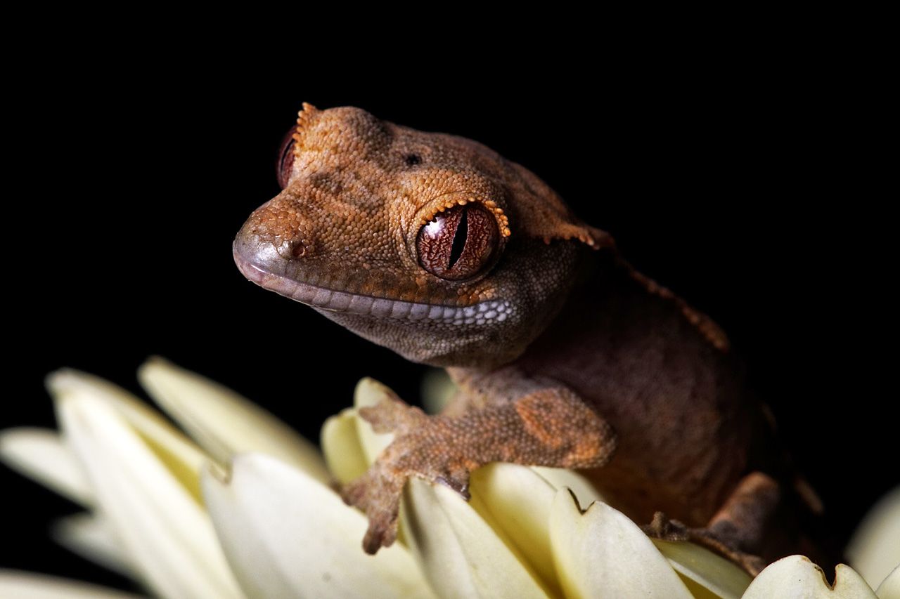 Gecko Wallpapers