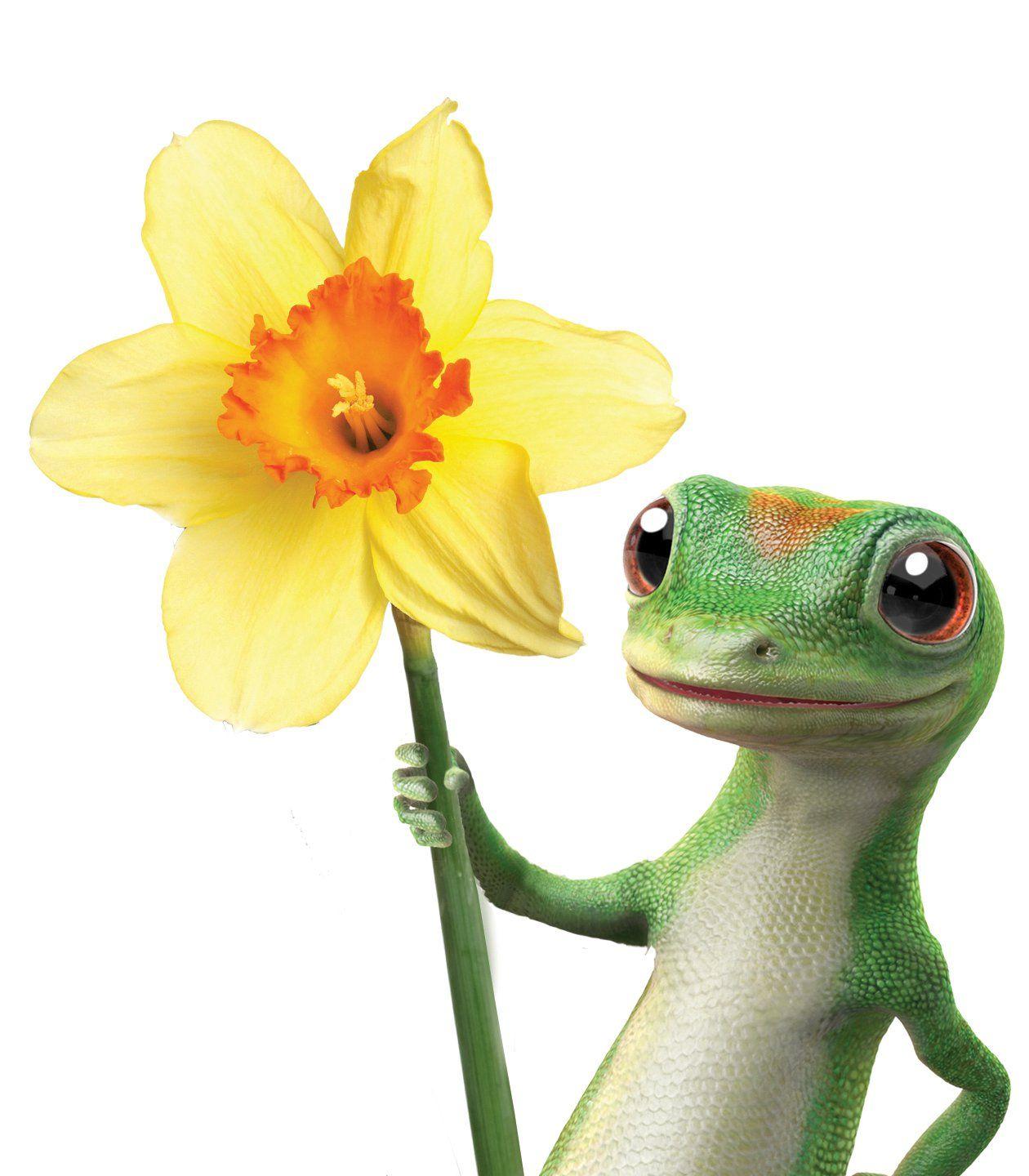 Geico Wallpapers