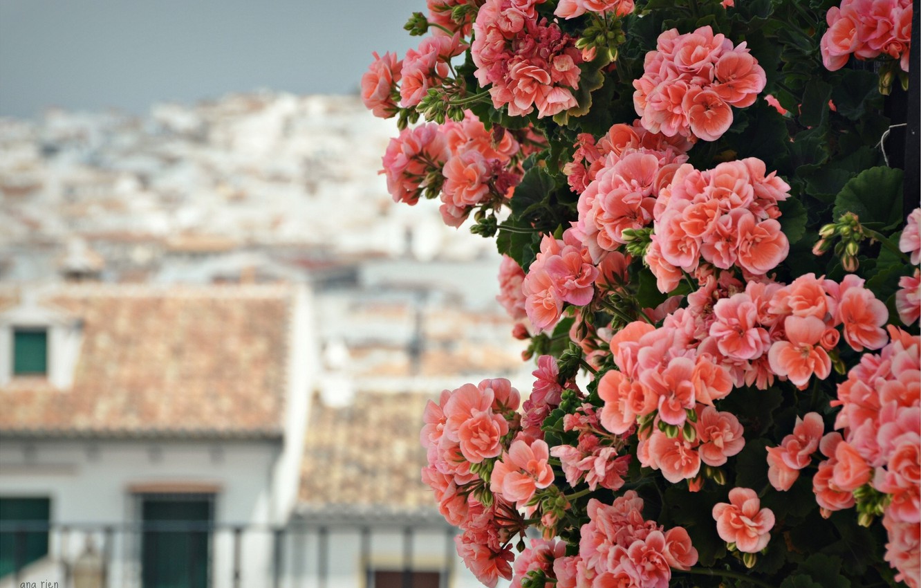 Geranium Wallpapers