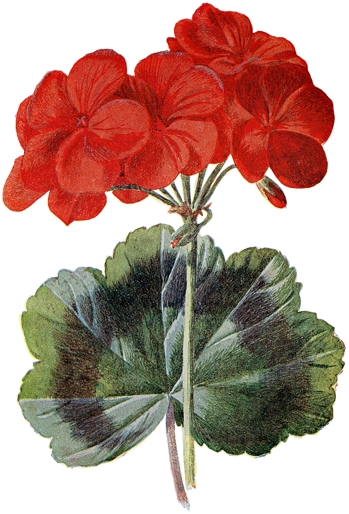 Geranium Wallpapers