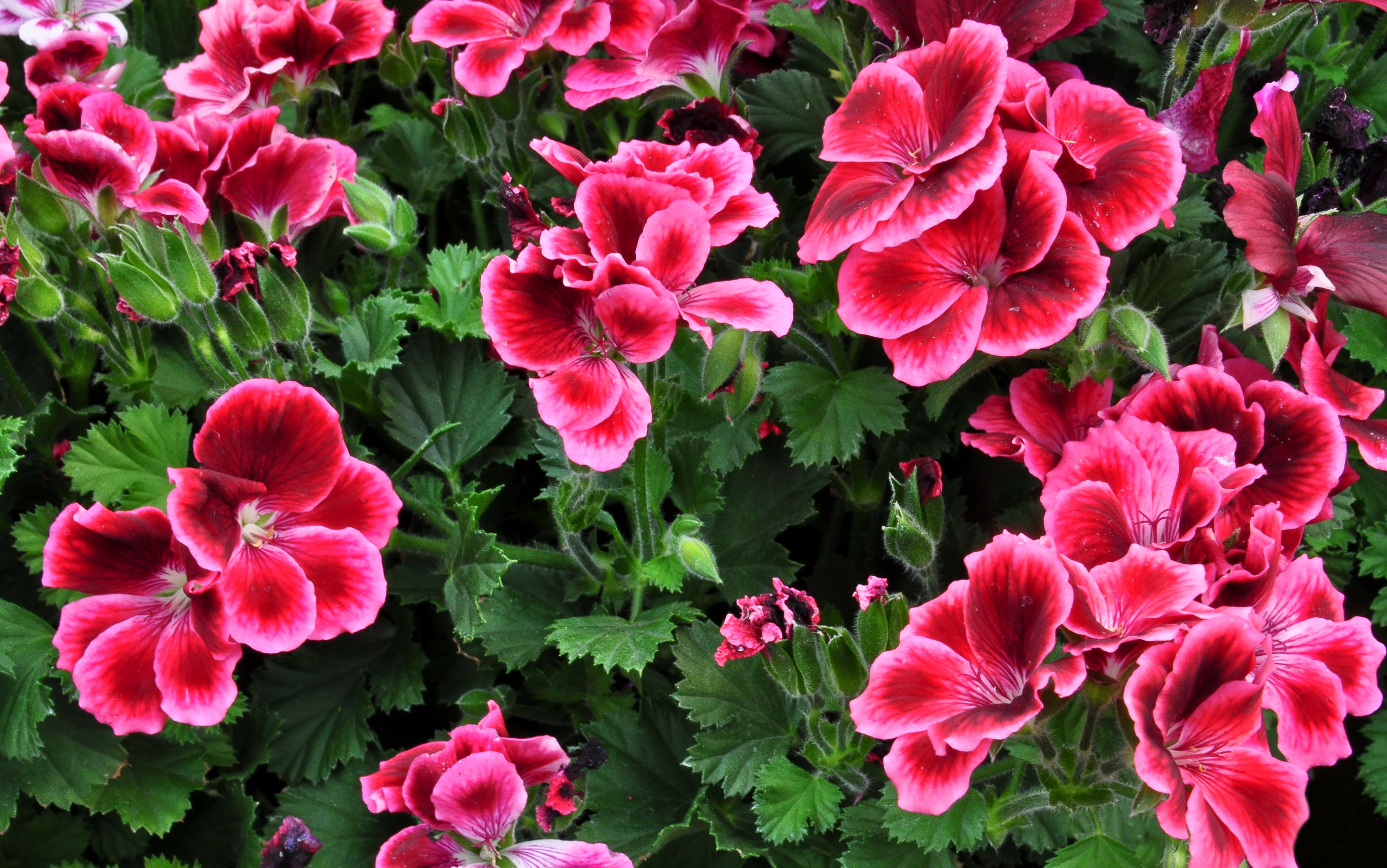 Geranium Wallpapers