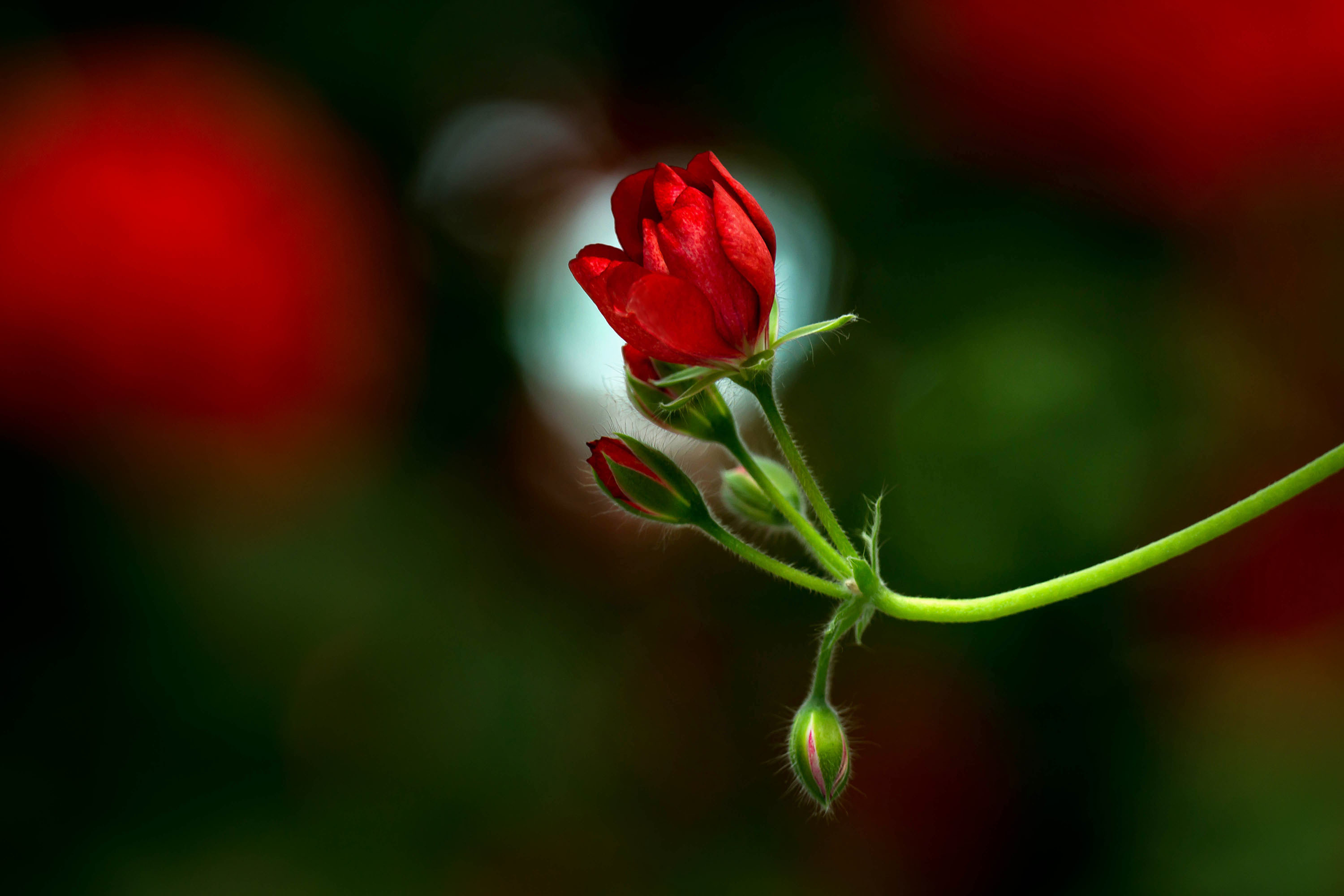 Geranium Wallpapers