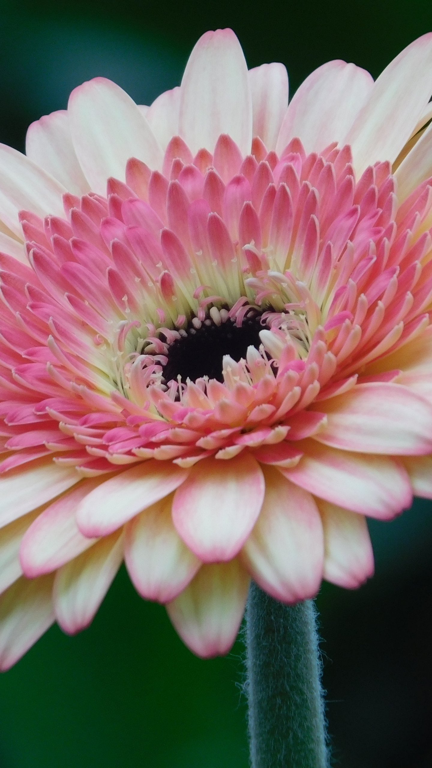 Gerbera Daisy Iphone Wallpapers