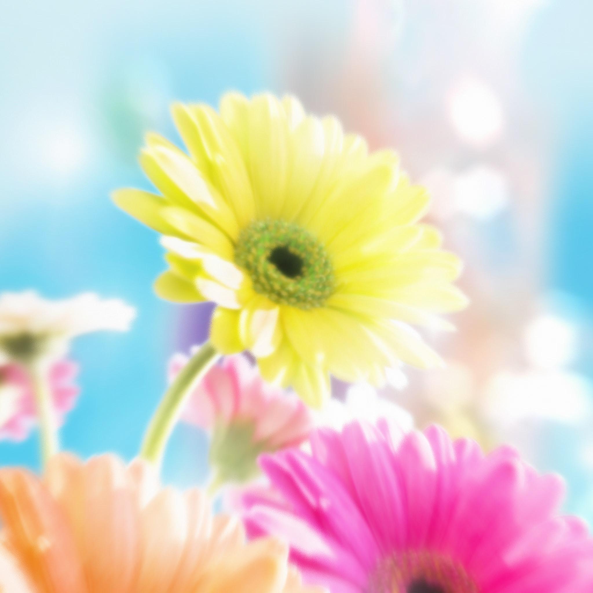 Gerbera Daisy Iphone Wallpapers