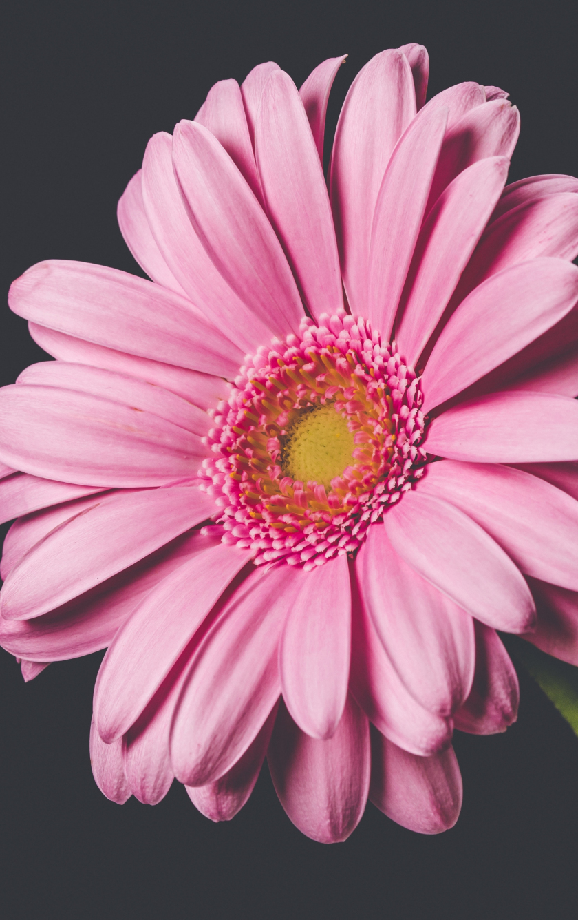 Gerbera Daisy Iphone Wallpapers