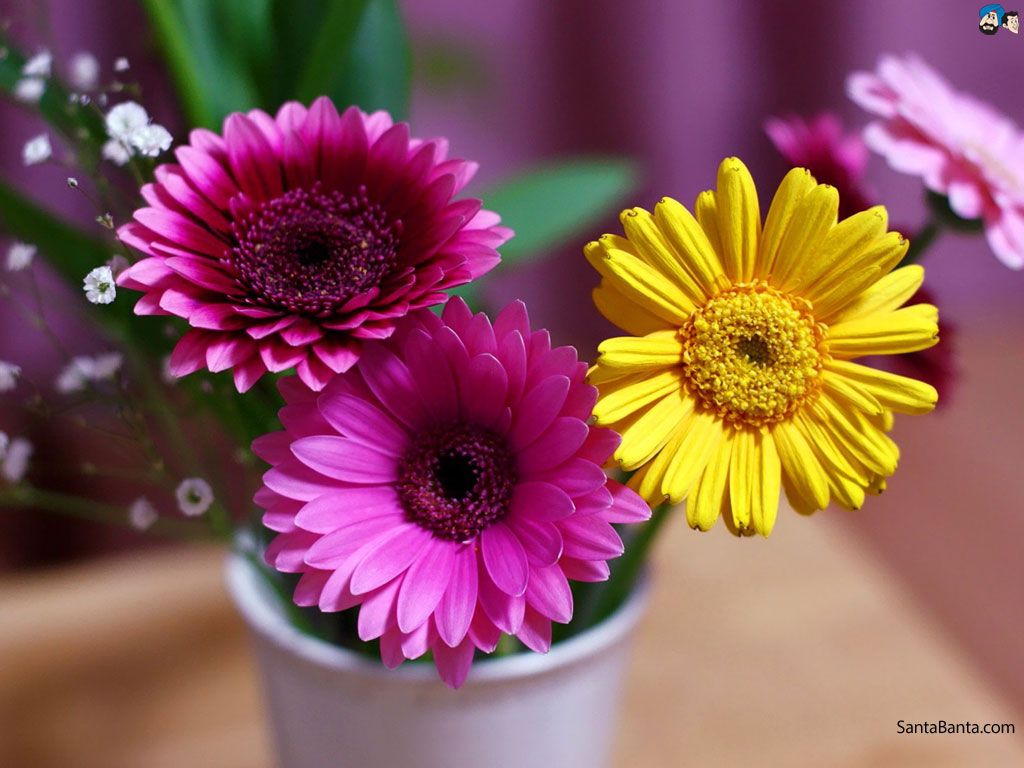 Gerbera Flower Fantasy Wallpapers