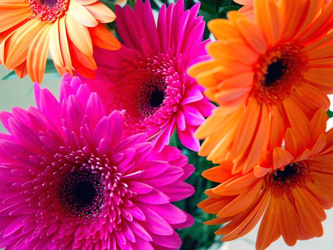 Gerbera Flower Fantasy Wallpapers