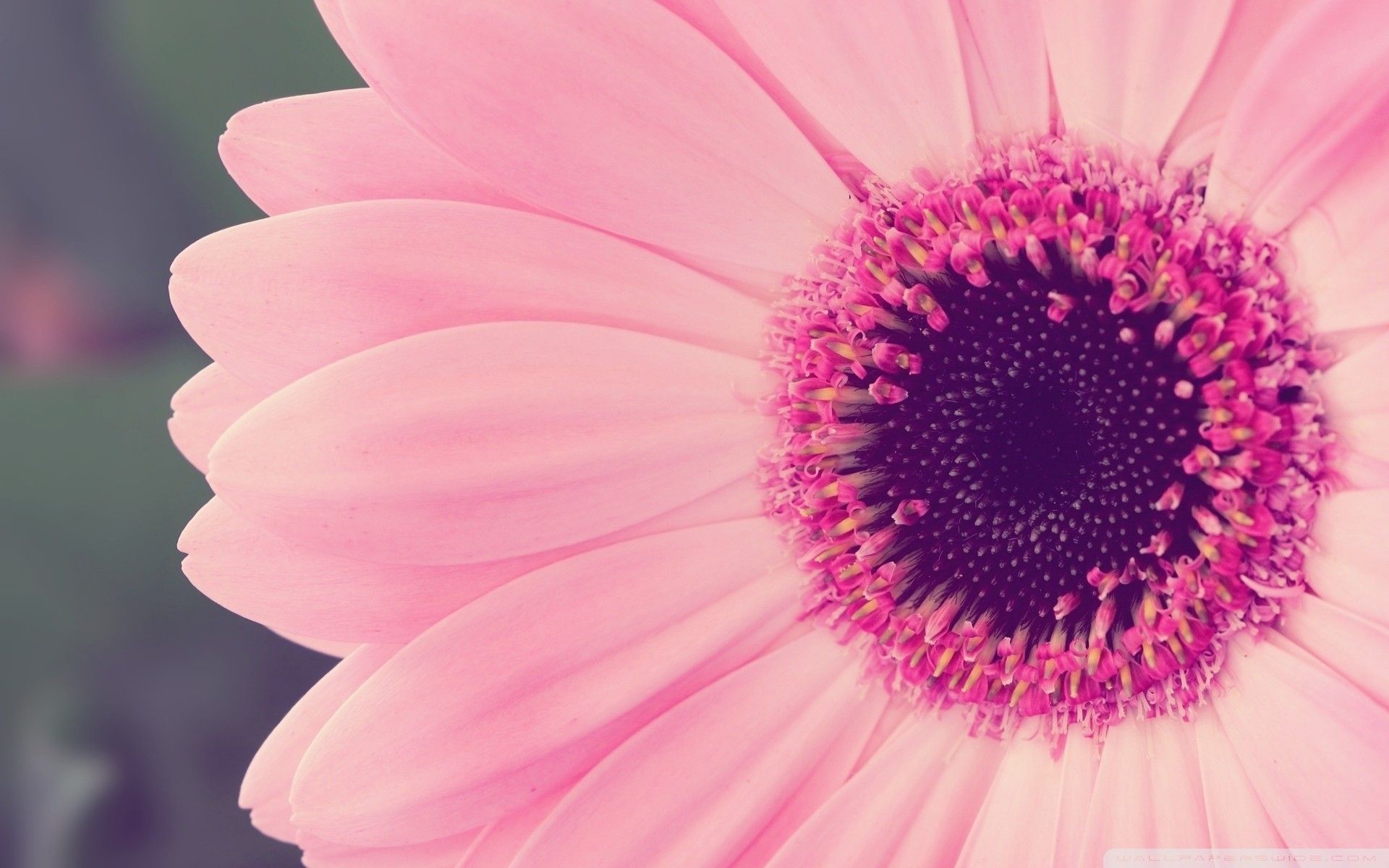 Gerbera Flower Fantasy Wallpapers