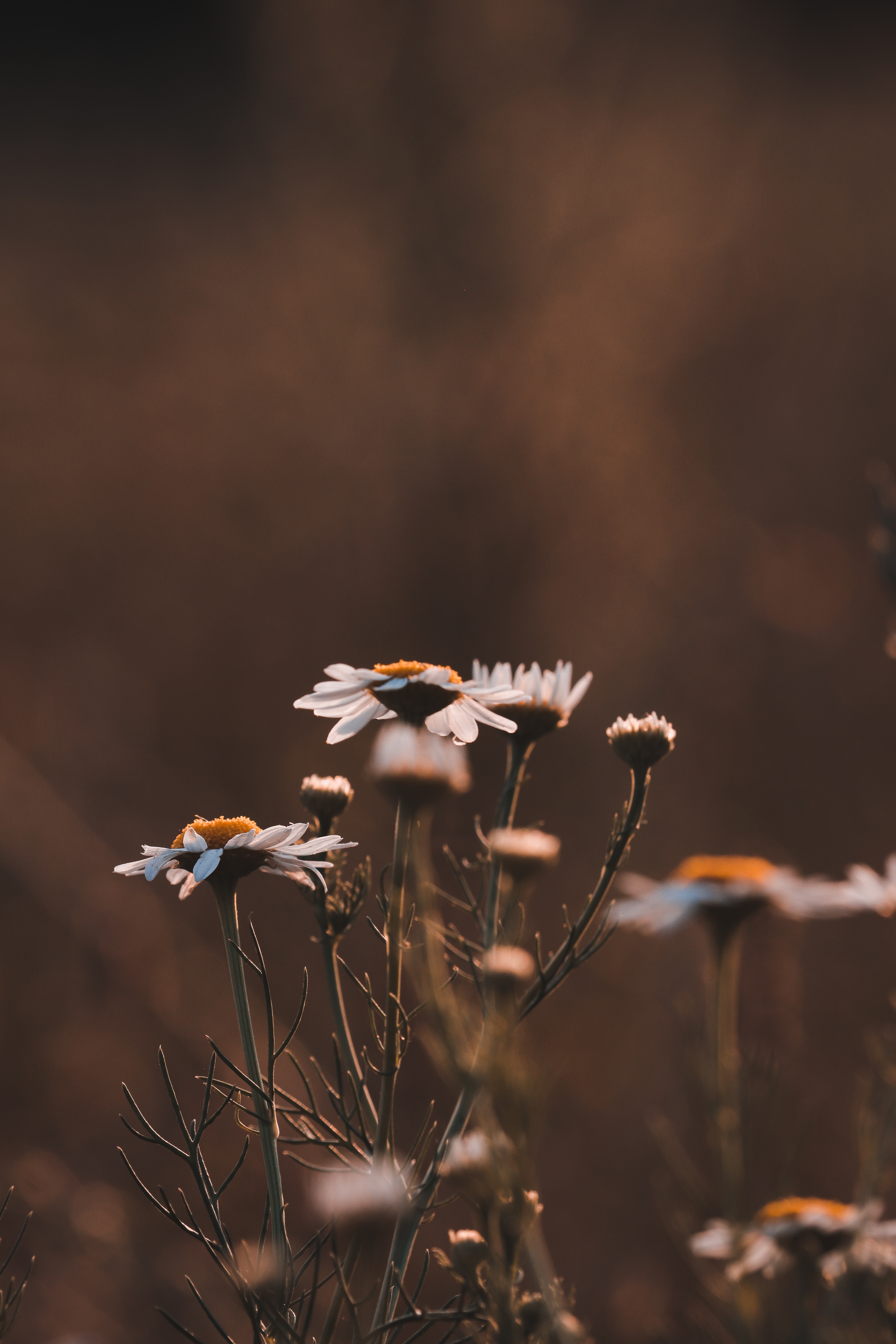 Gerbera Flower Fantasy Wallpapers