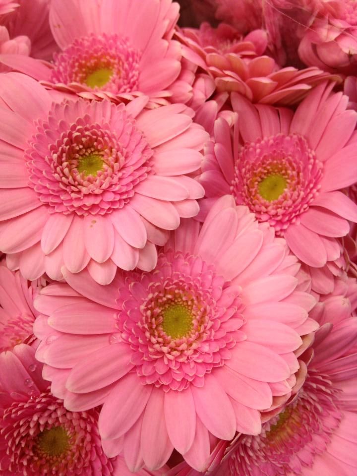 Gerbera Flower Fantasy Wallpapers