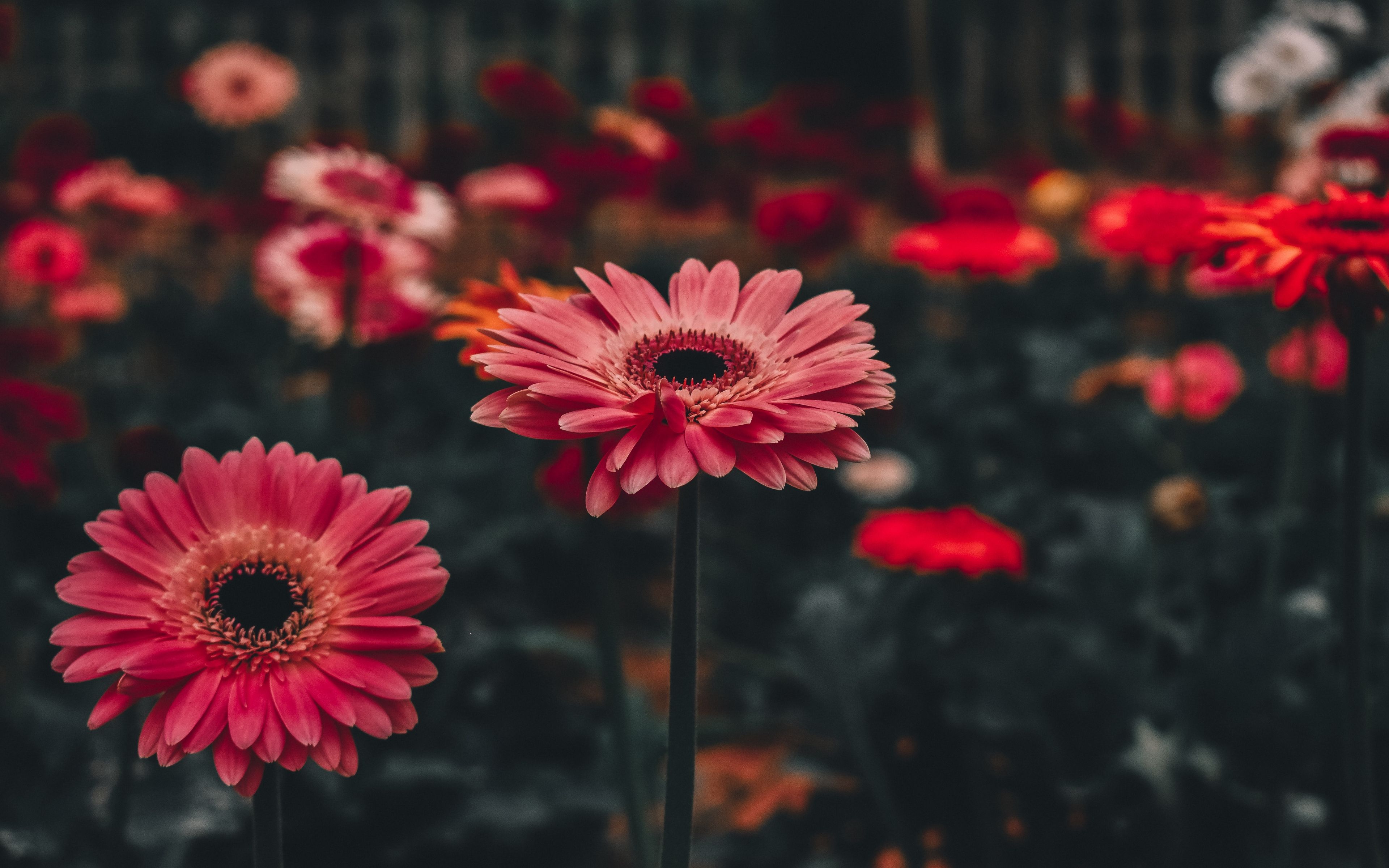 Gerbera Flower Fantasy Wallpapers