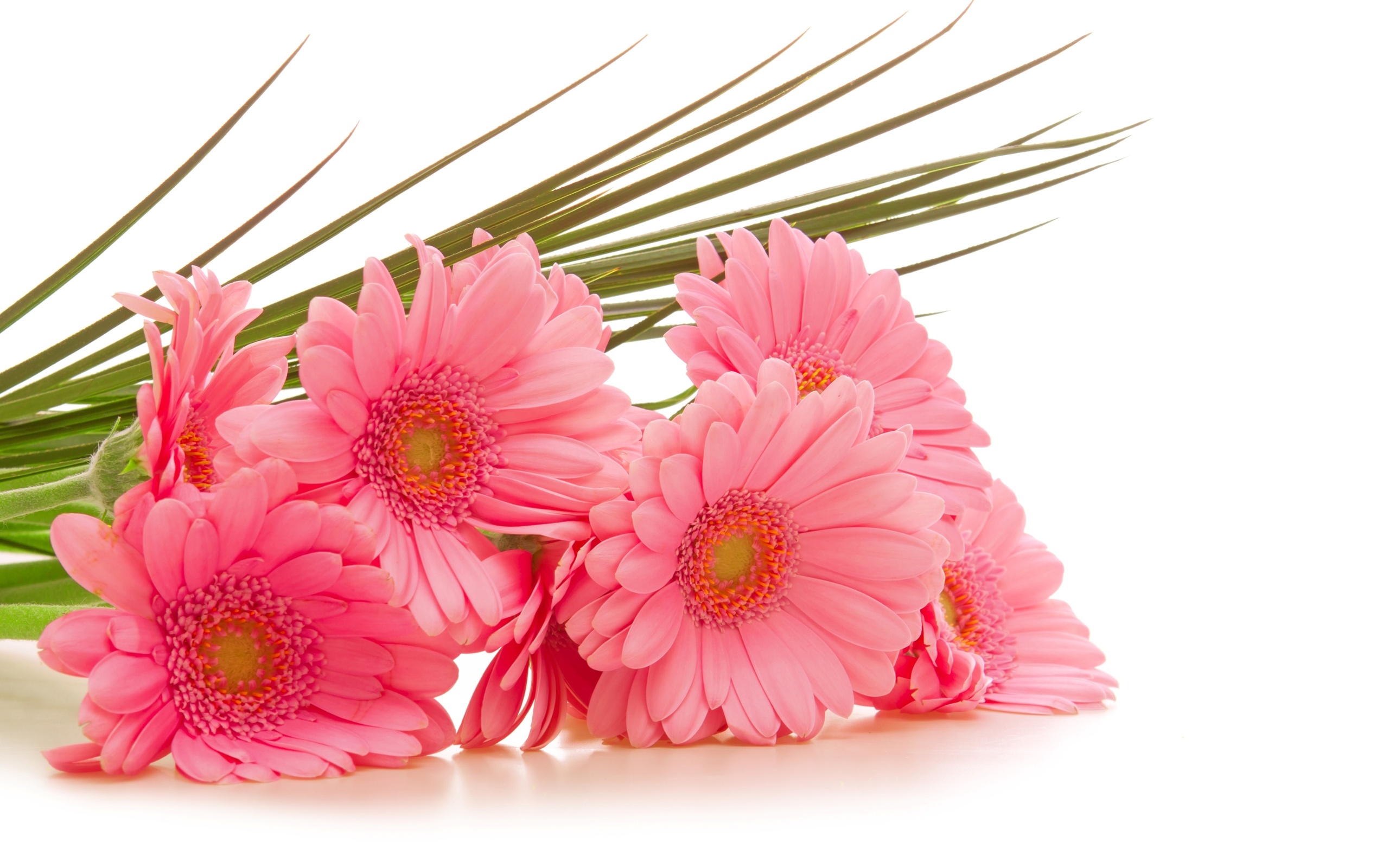 Gerbera Wallpapers