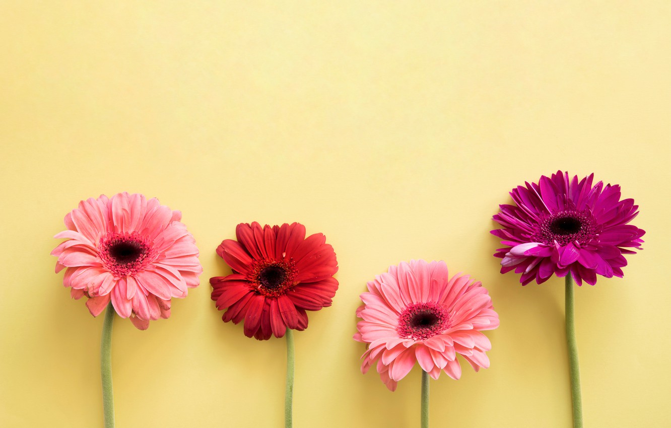 Gerbera Wallpapers