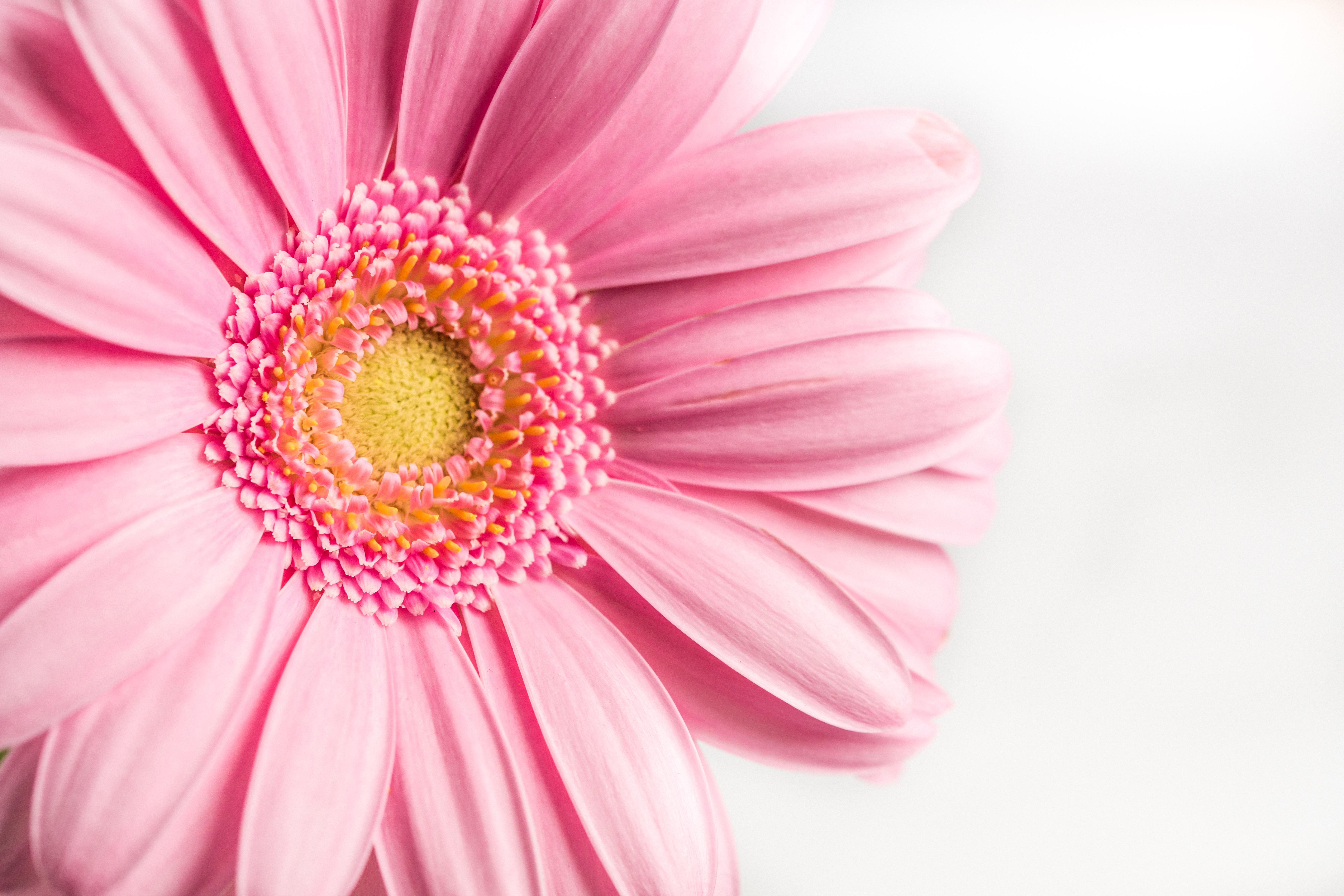 Gerbera Wallpapers