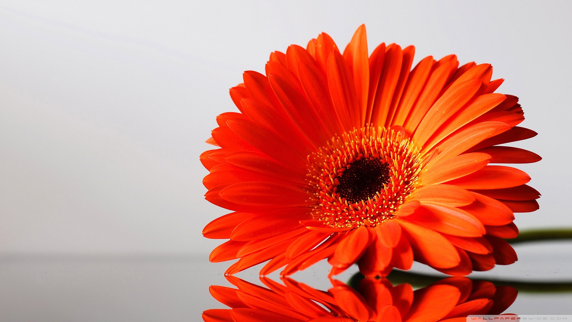 Gerbera Wallpapers