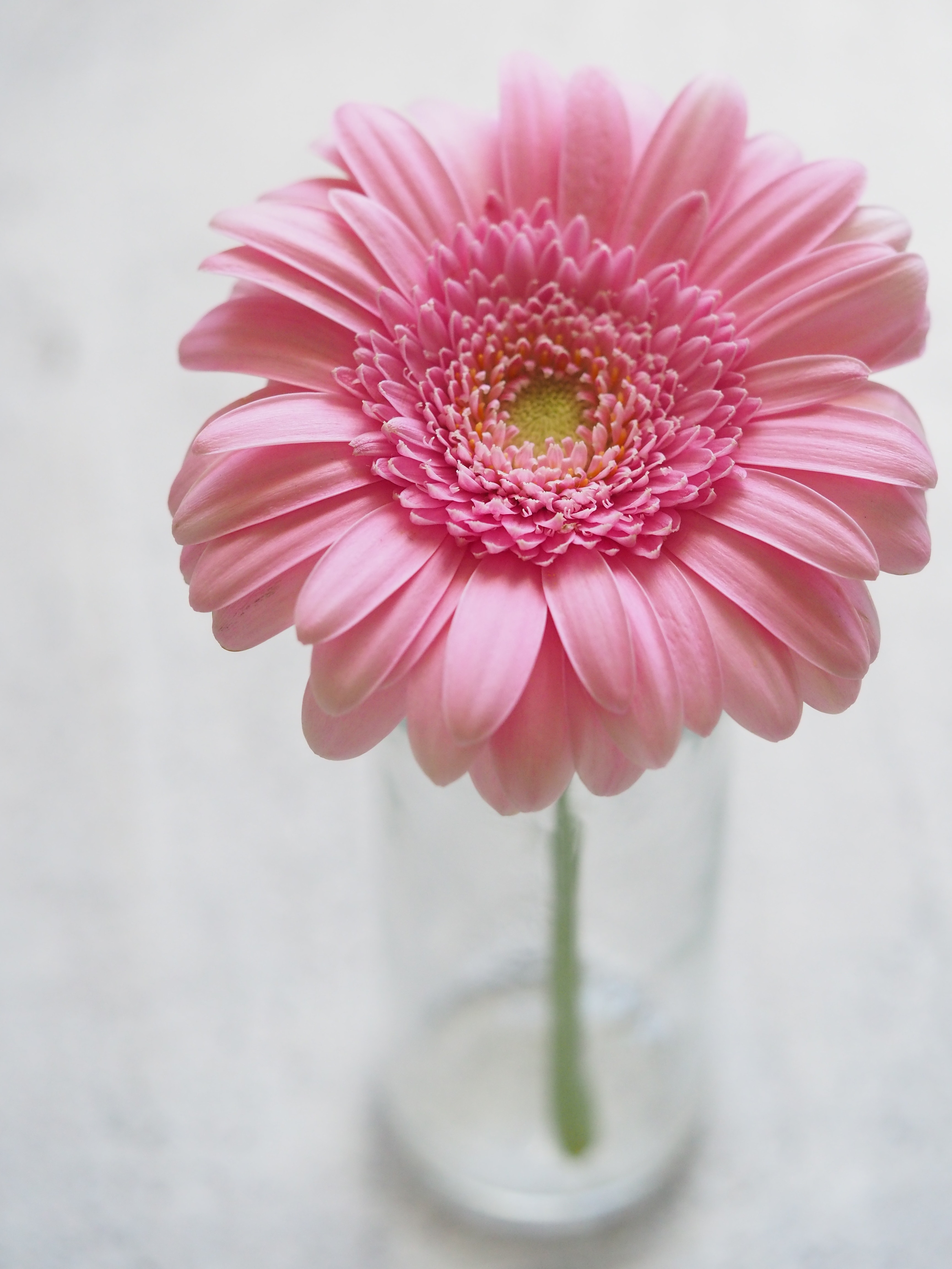 Gerbera Wallpapers