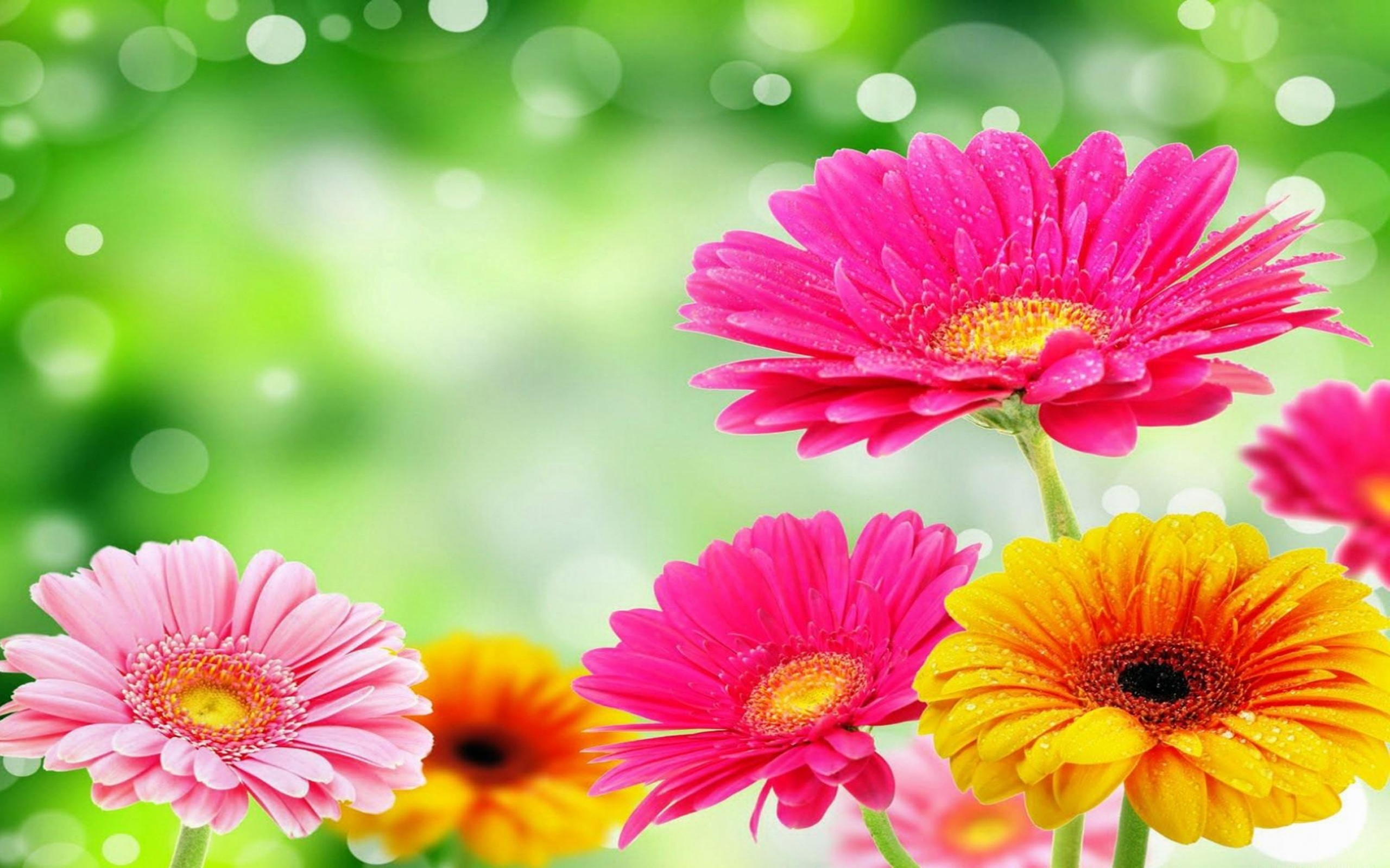 Gerbera Wallpapers