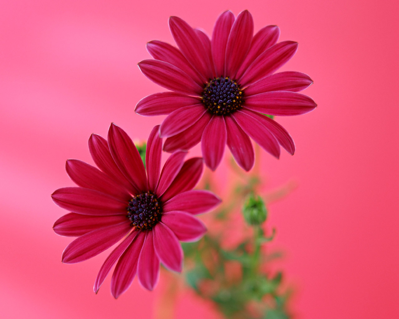 Gerbera Wallpapers