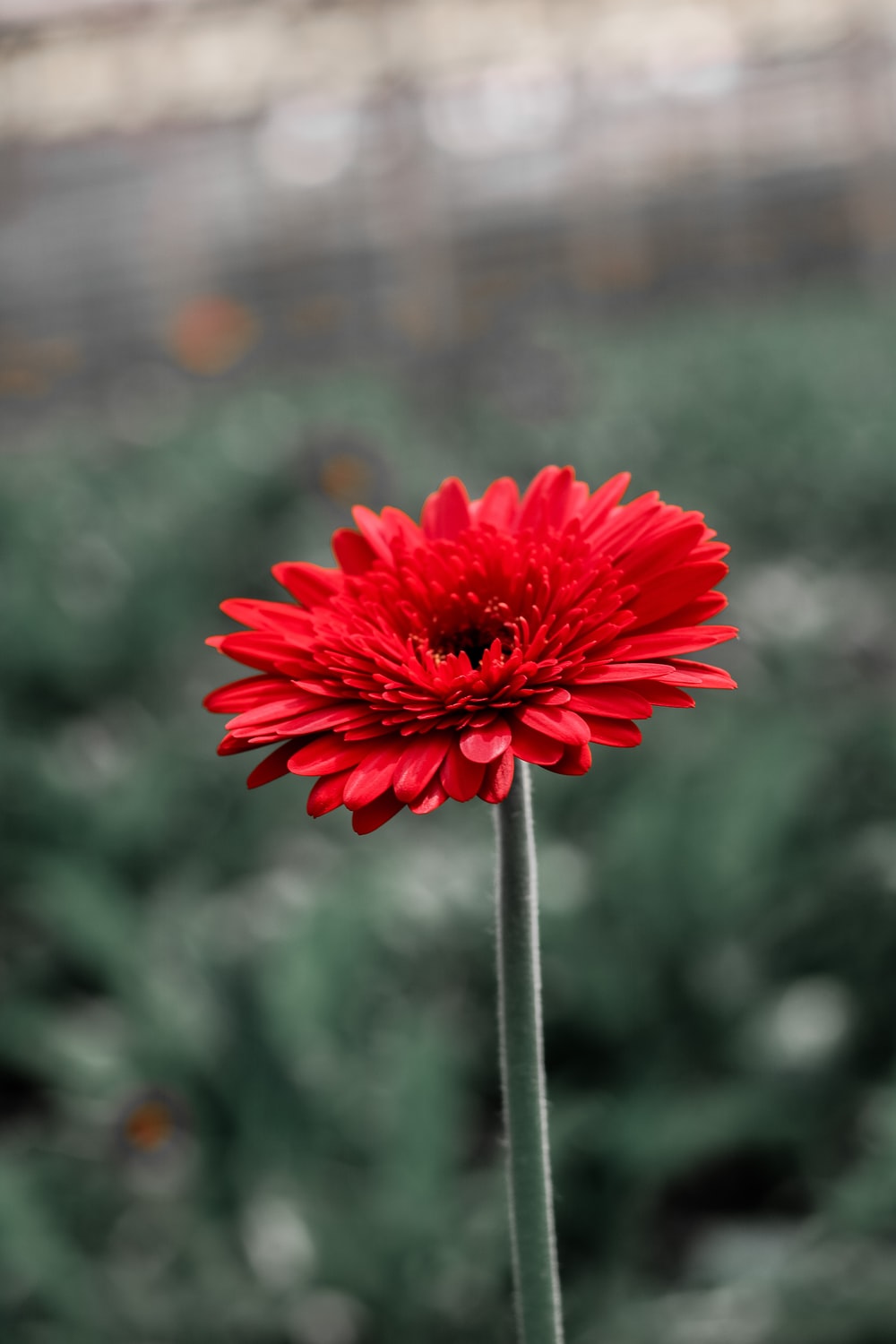 Gerbera Wallpapers