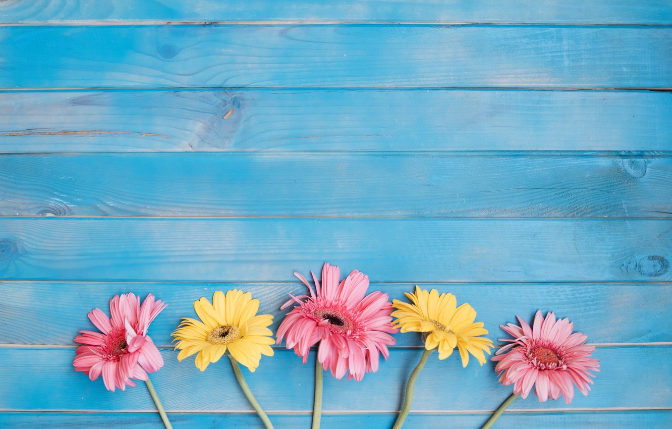 Gerbera Wallpapers