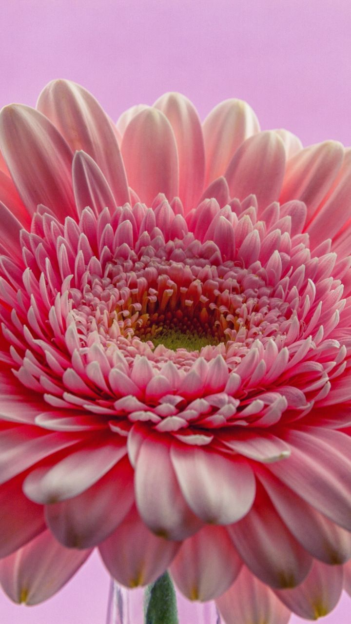 Gerbera Wallpapers