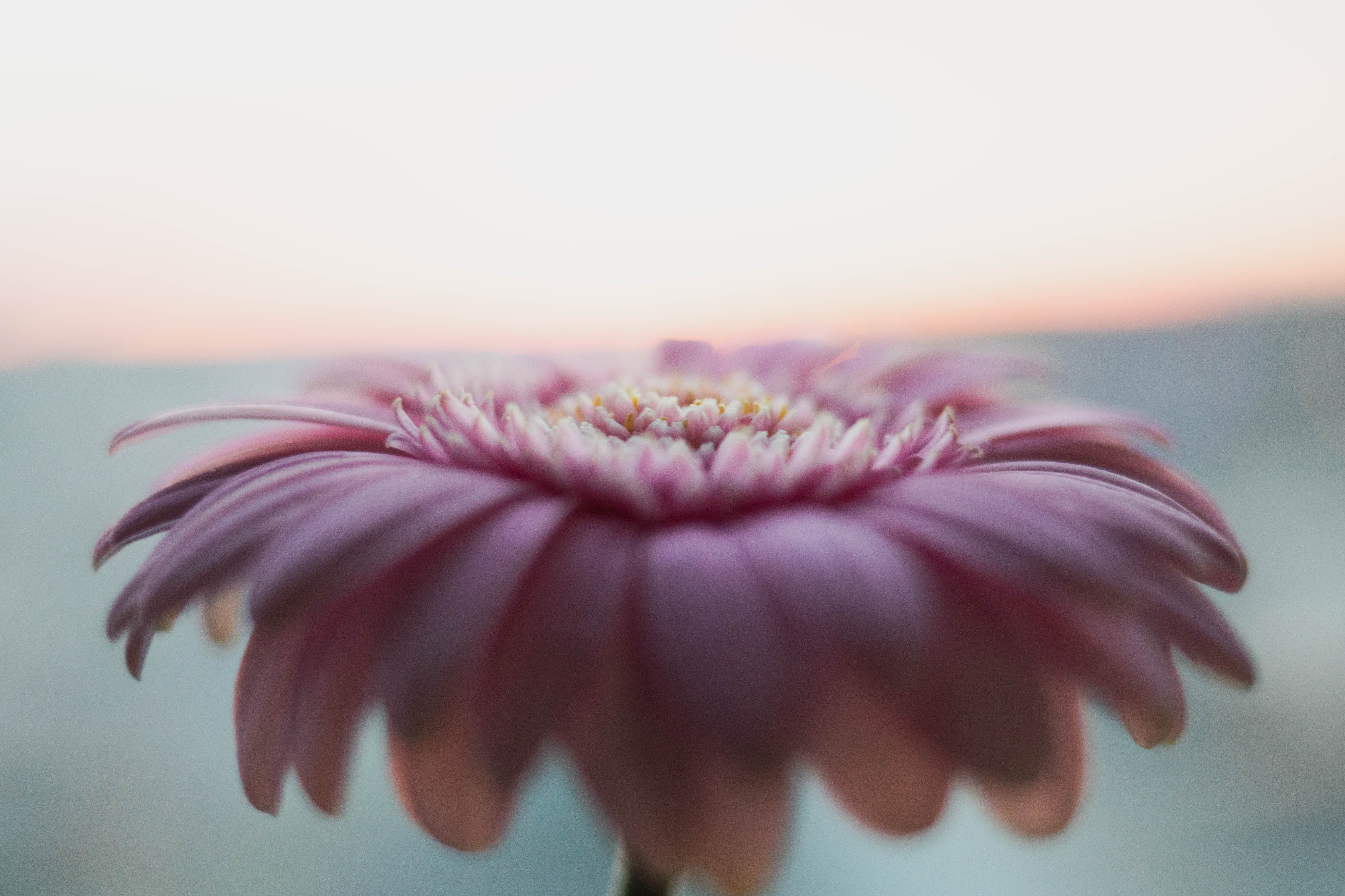 Gerbera Wallpapers