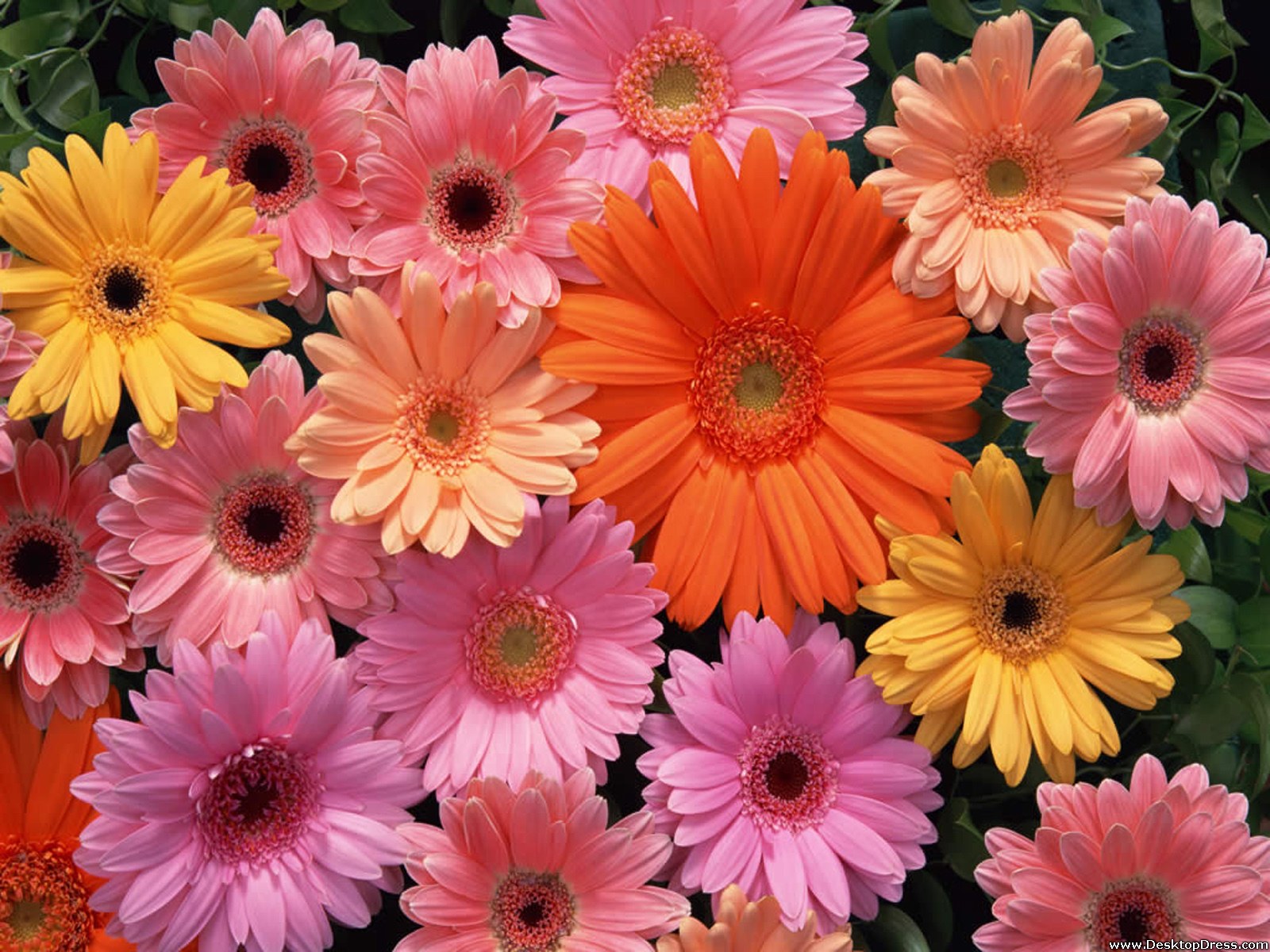 Gerbera Wallpapers