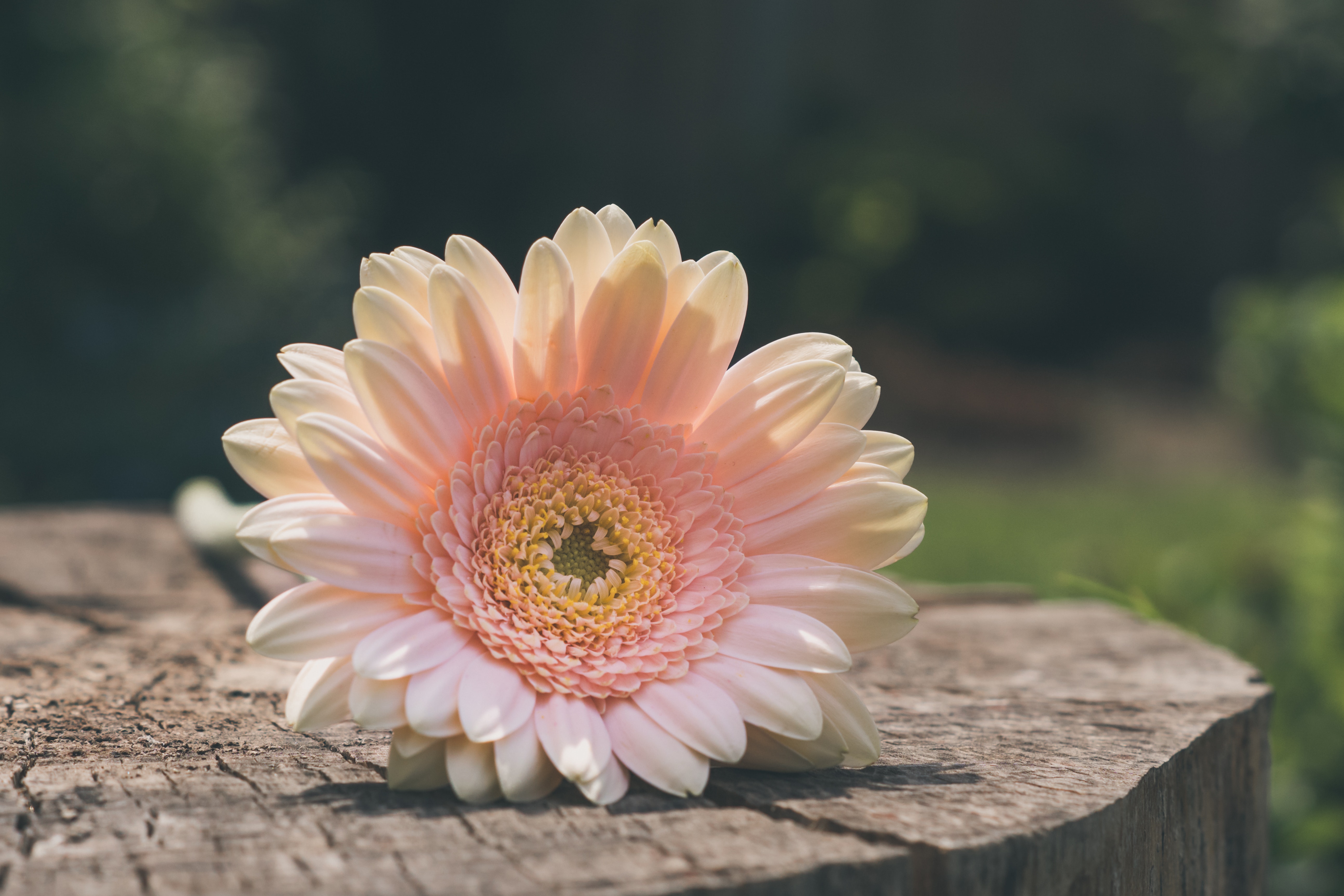 Gerbera Wallpapers