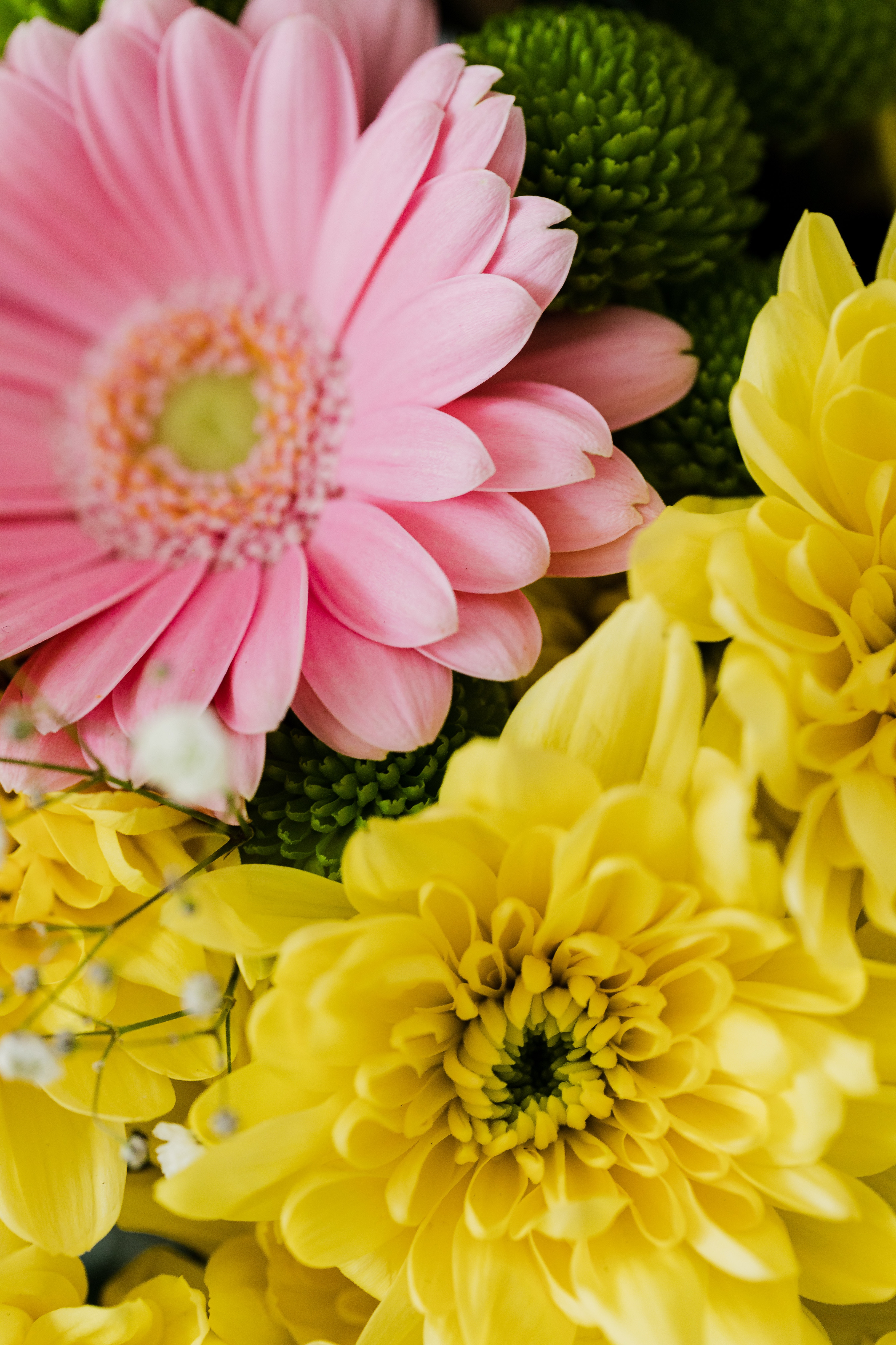 Gerbera Wallpapers