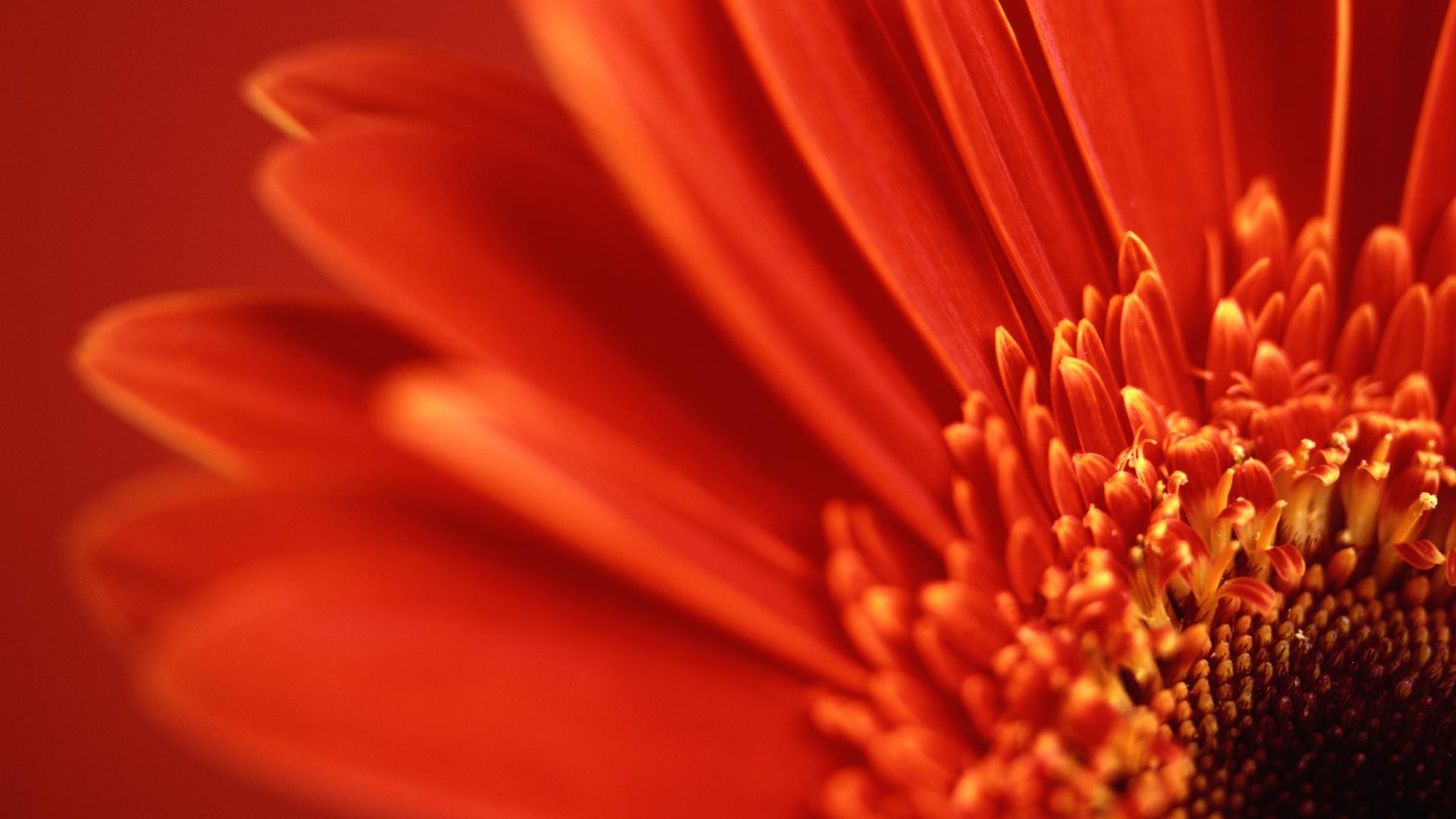 Gerbera Wallpapers