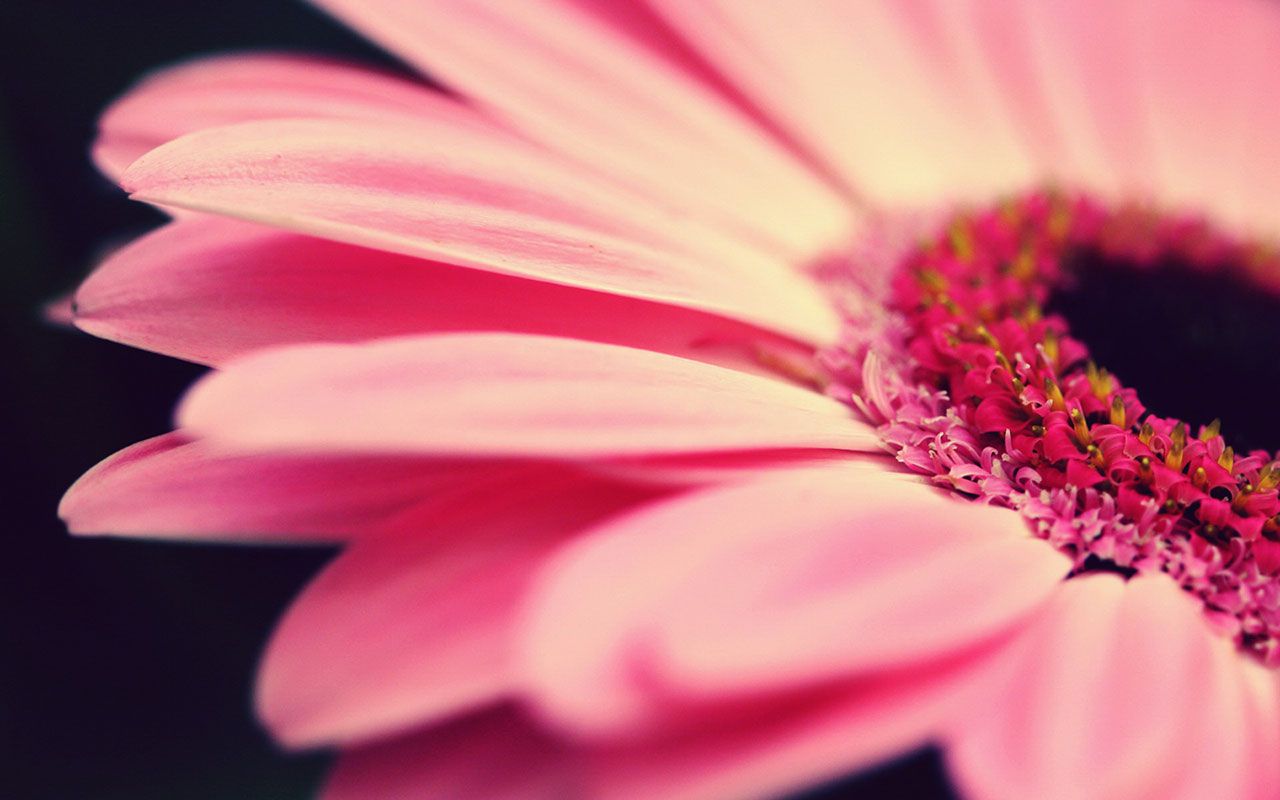 Gerbera Wallpapers